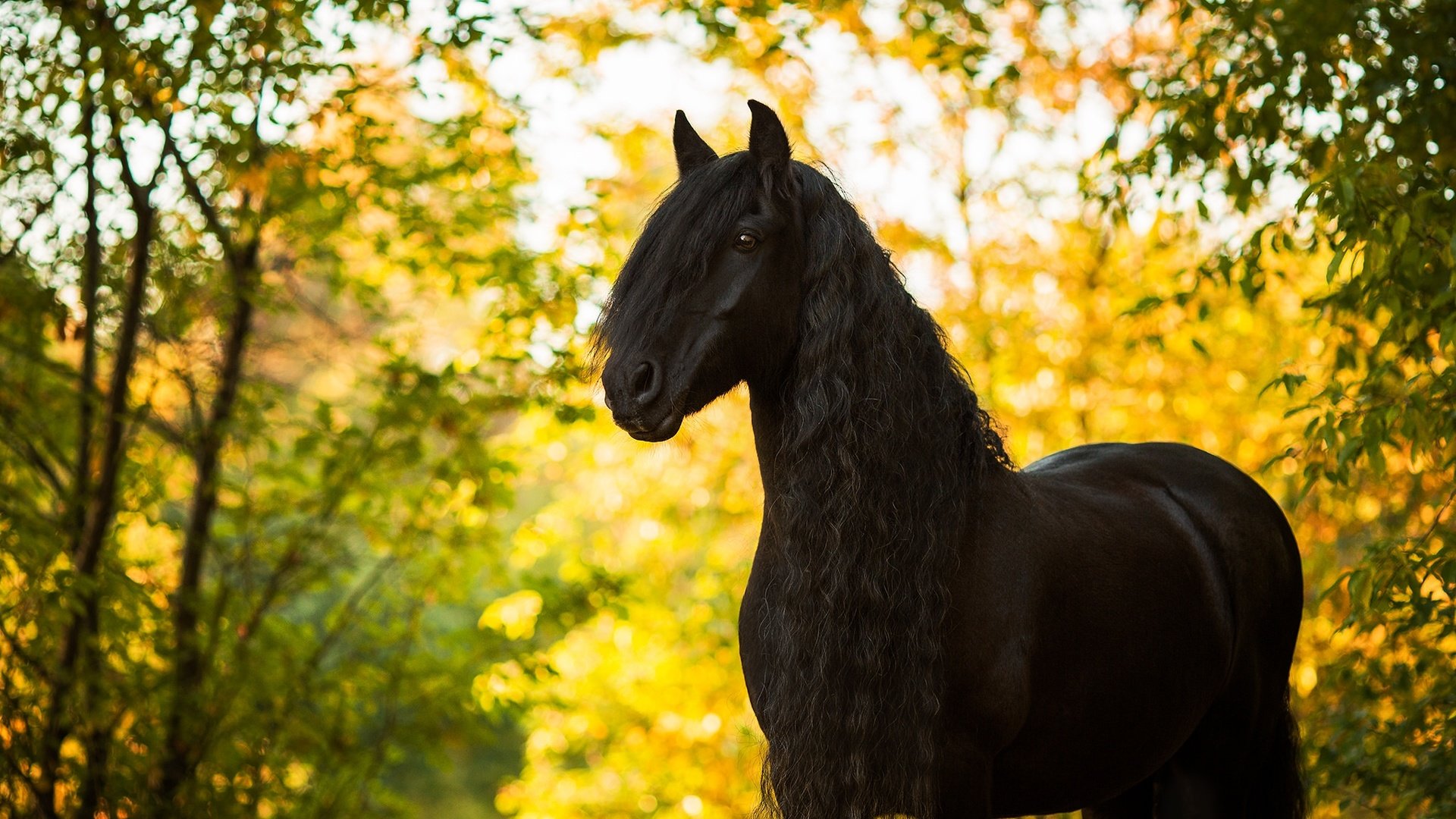 Обои лошадь, осень, конь, грива, жеребец, horse, autumn, mane, stallion разрешение 2048x1301 Загрузить