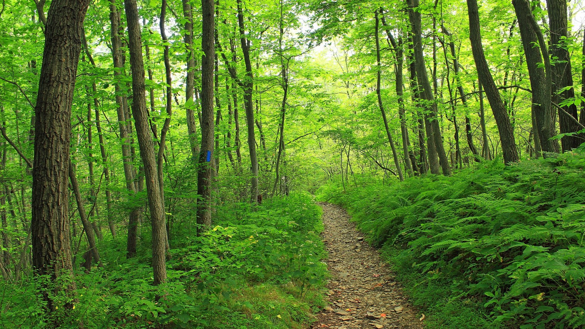 Обои деревья, природа, лес, тропинка, trees, nature, forest, path разрешение 2880x1920 Загрузить