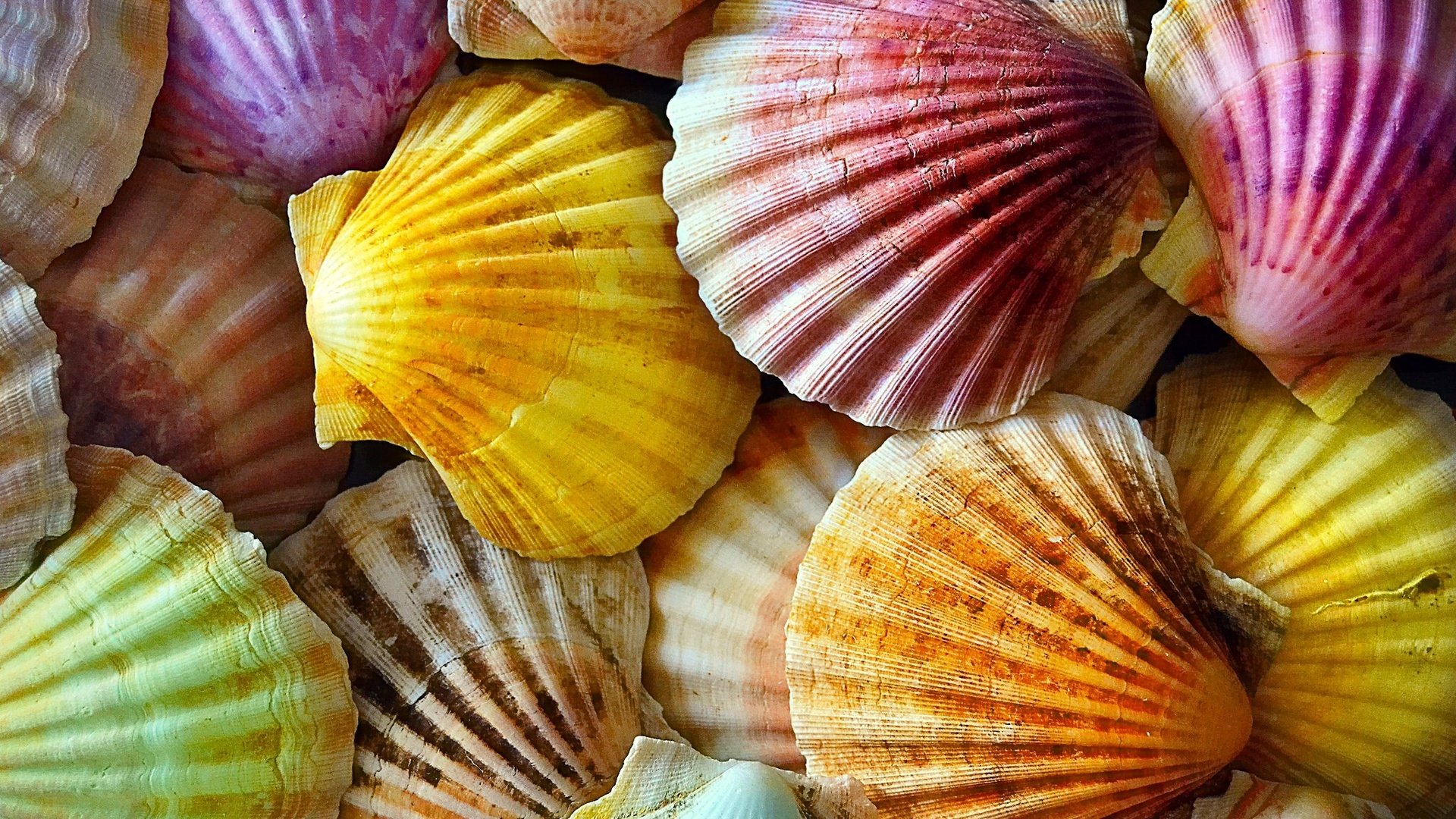 Обои текстура, фон, ракушки, разоцветные, texture, background, shell, razivaetsya разрешение 2048x1365 Загрузить