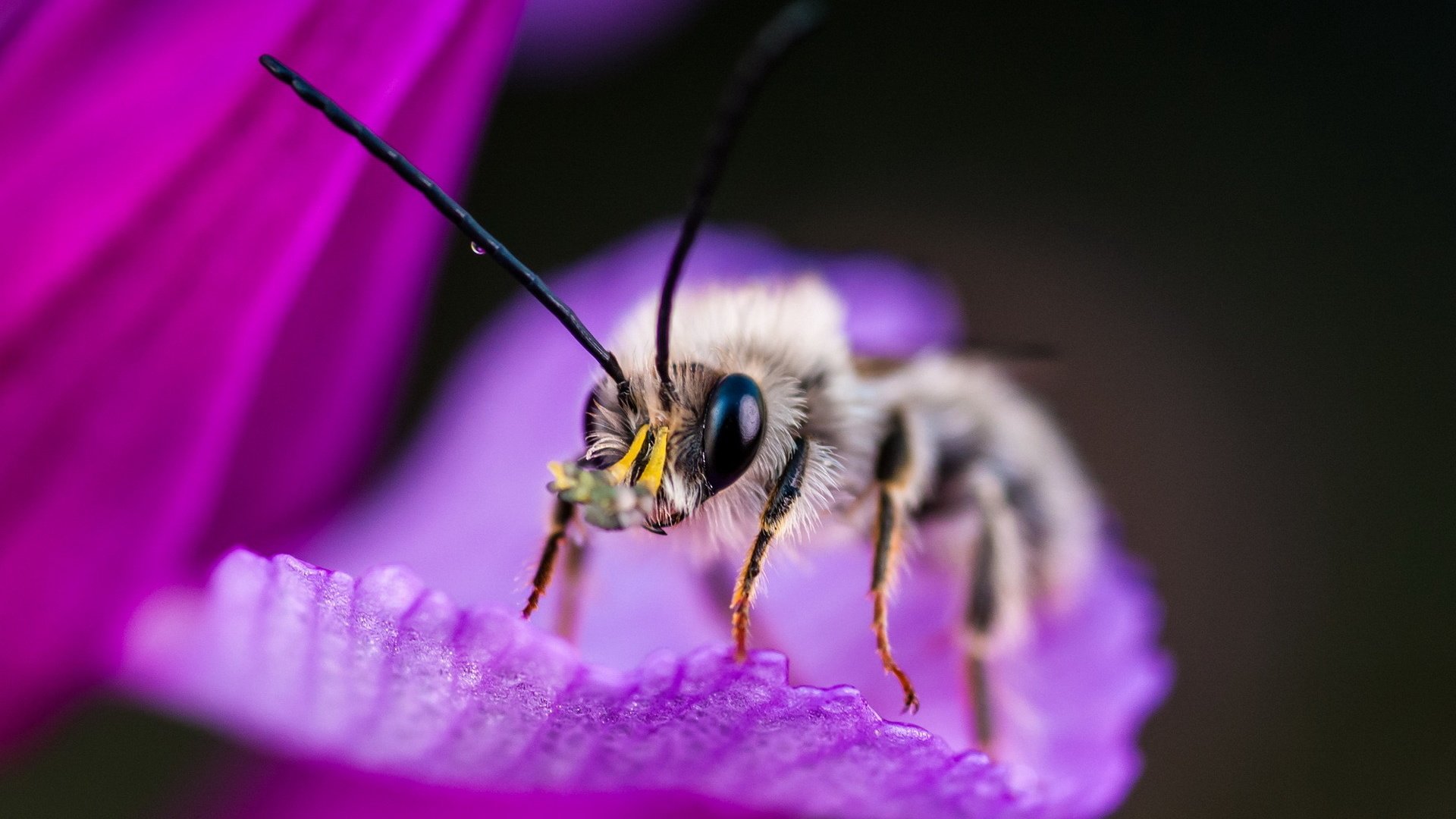 Обои макро, насекомое, фон, цветок, пчела, macro, insect, background, flower, bee разрешение 1920x1200 Загрузить