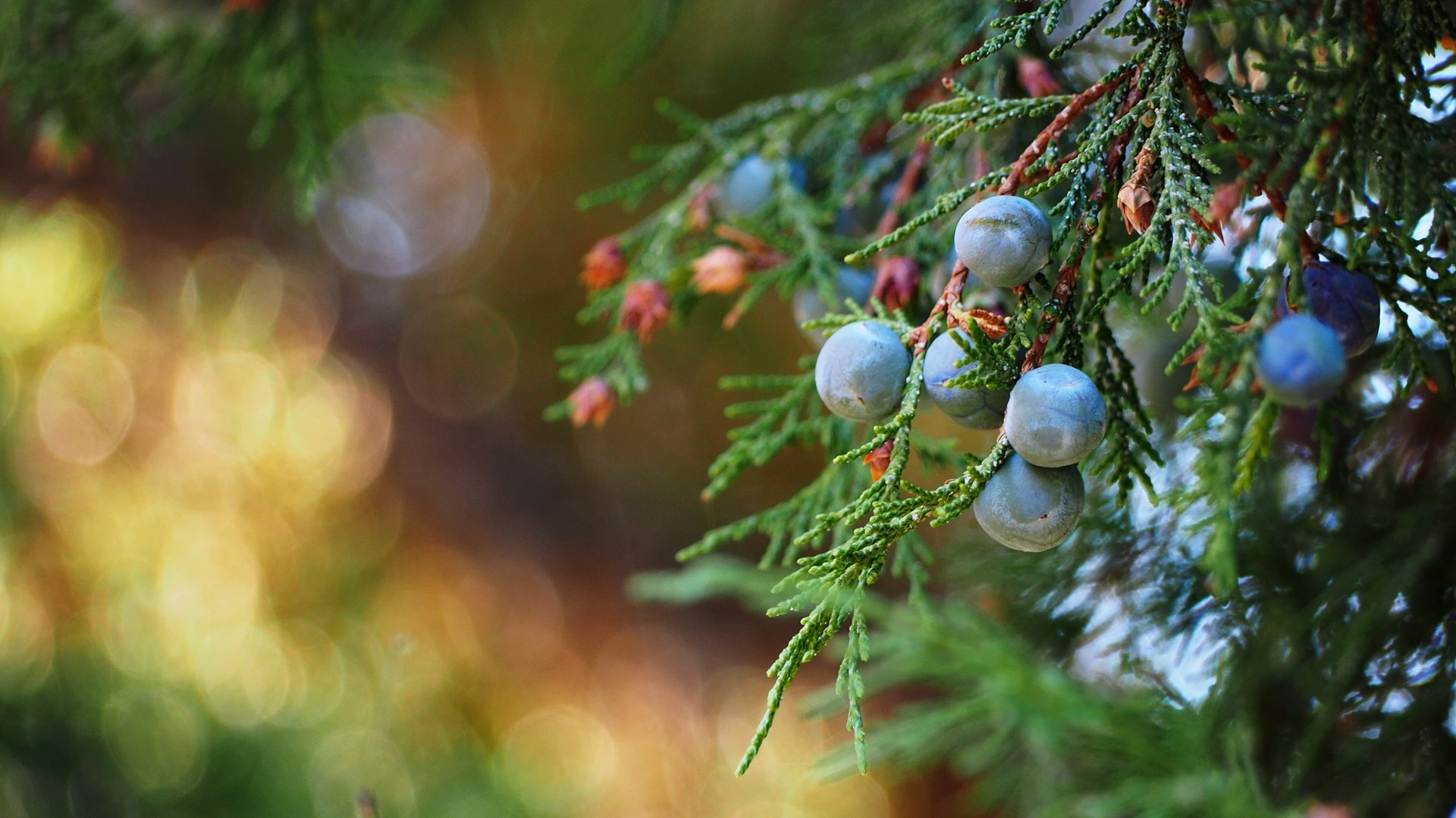 Обои природа, макро, ветки, ягоды, можжевельник, nature, macro, branches, berries, juniper разрешение 4502x2532 Загрузить