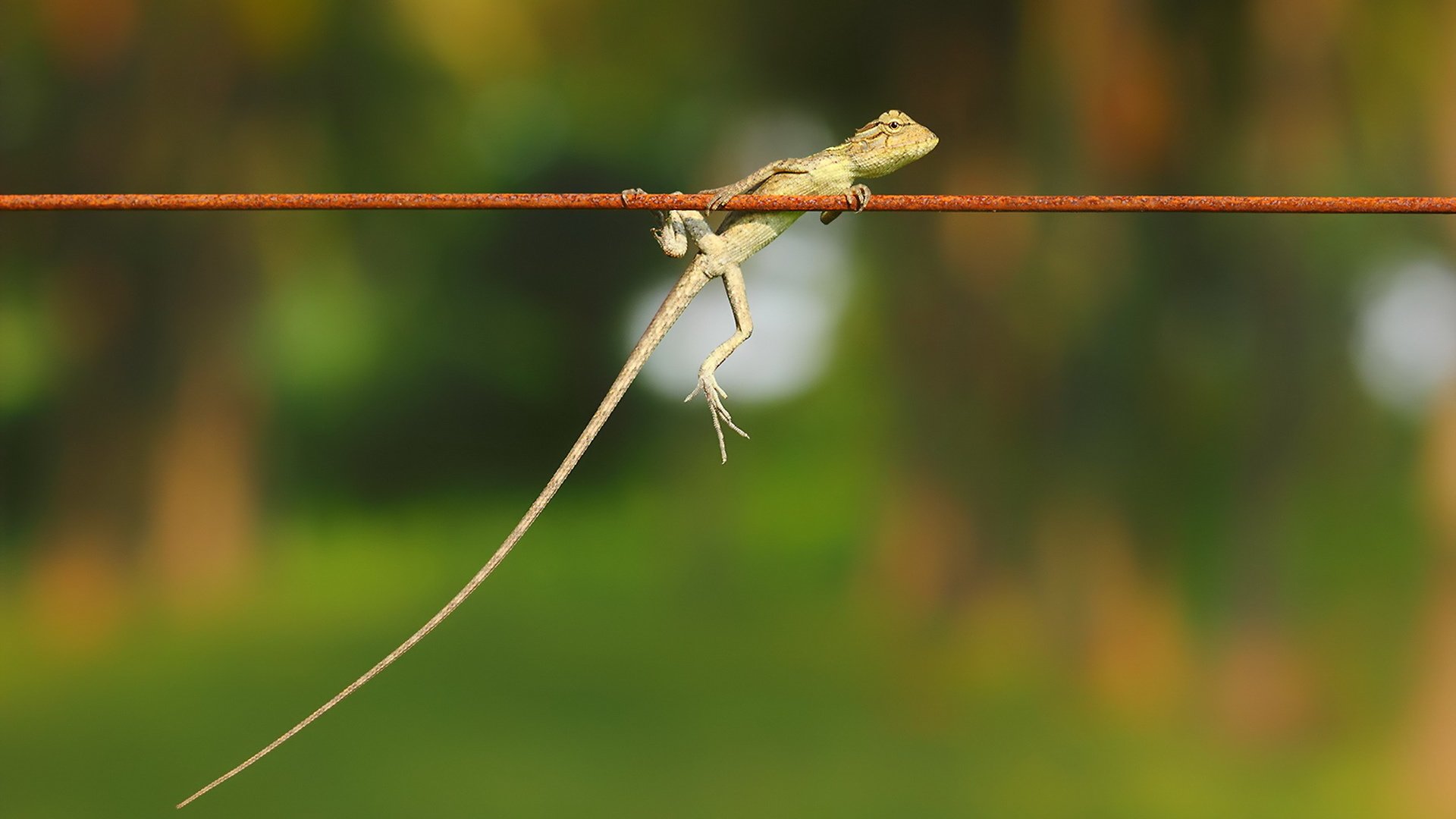 Обои природа, фон, ящерица, nature, background, lizard разрешение 1920x1200 Загрузить