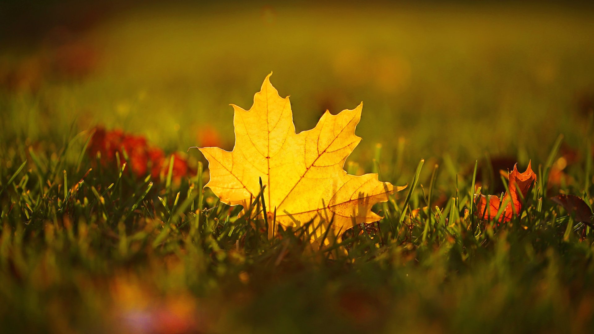 Обои трава, макро, осень, лист, размытость, кленовый, grass, macro, autumn, sheet, blur, maple разрешение 2048x1368 Загрузить