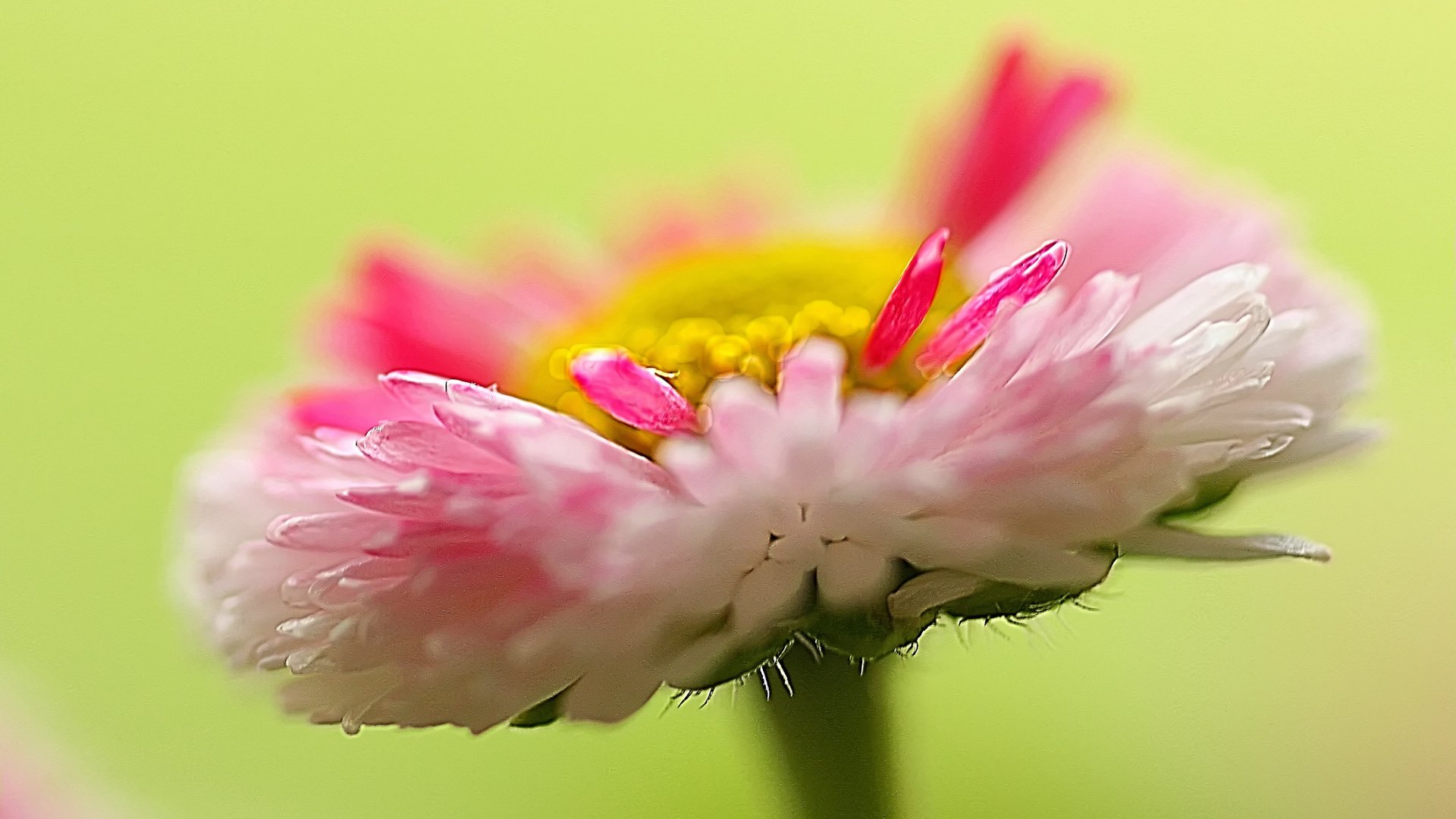 Обои природа, макро, цветок, лепестки, растение, маргаритка, nature, macro, flower, petals, plant, daisy разрешение 2048x1365 Загрузить