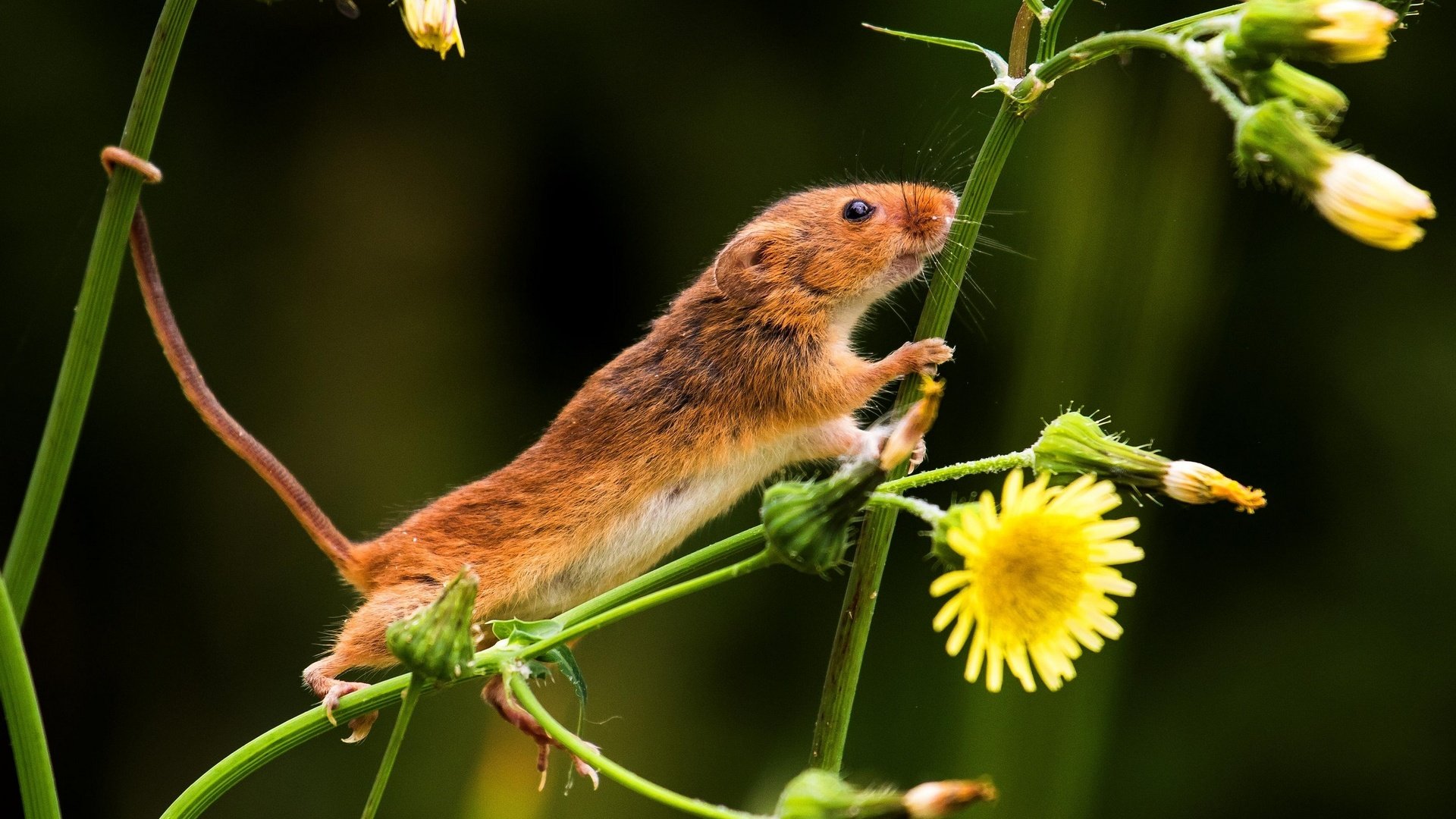 Обои цветы, природа, мышь, хвост, мышка, мышь-малютка, flowers, nature, mouse, tail, the mouse is tiny разрешение 2880x1921 Загрузить