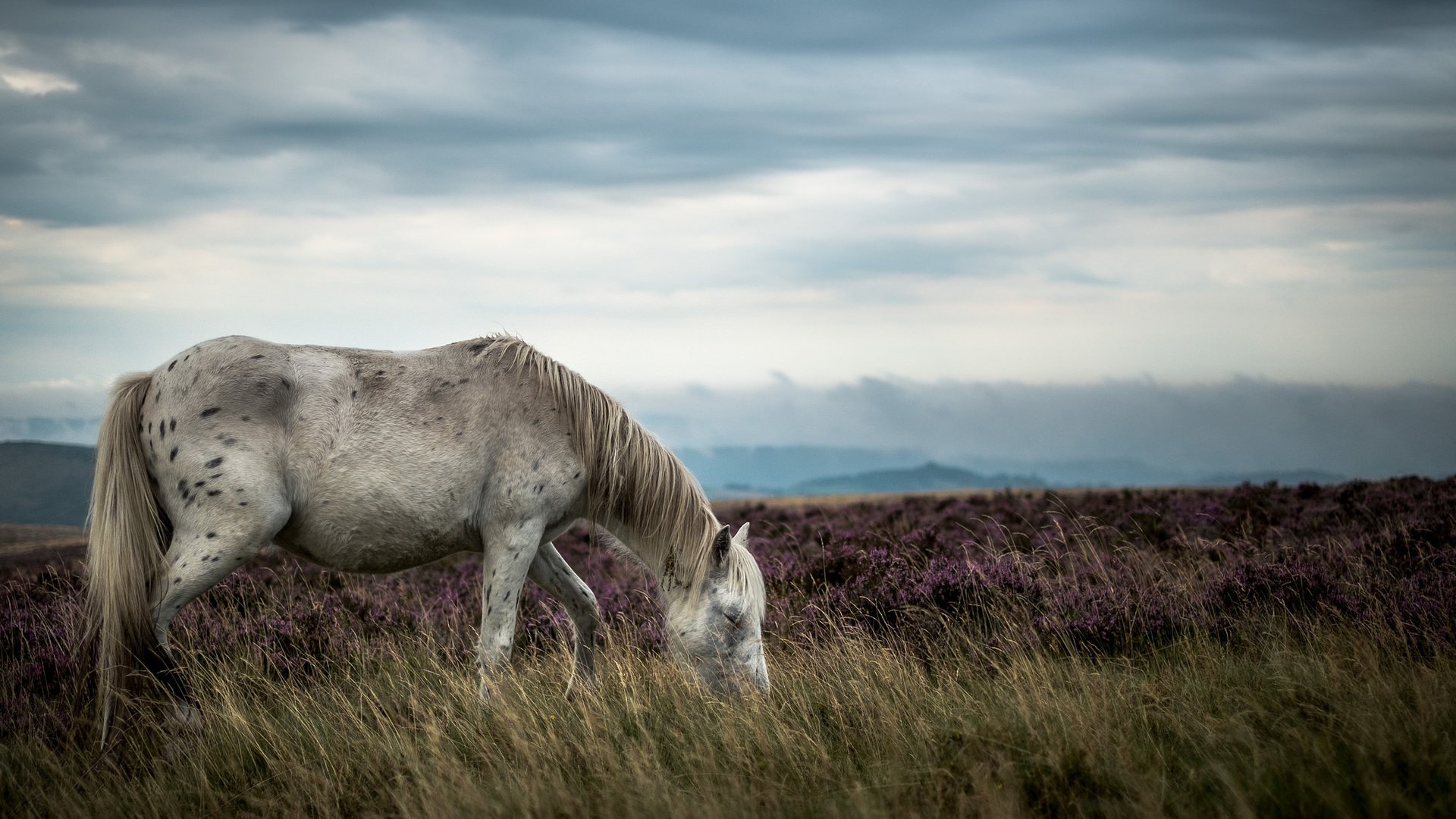 Обои лошадь, природа, пейзаж, horse, nature, landscape разрешение 2048x1365 Загрузить