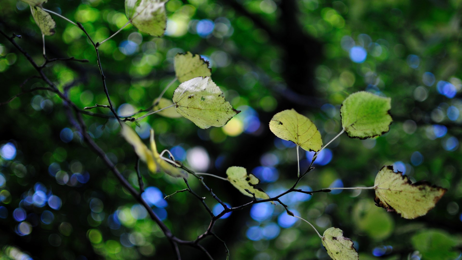 Обои дерево, зелень, листва, листики, ветвь, боке, tree, greens, foliage, leaves, branch, bokeh разрешение 2560x1600 Загрузить