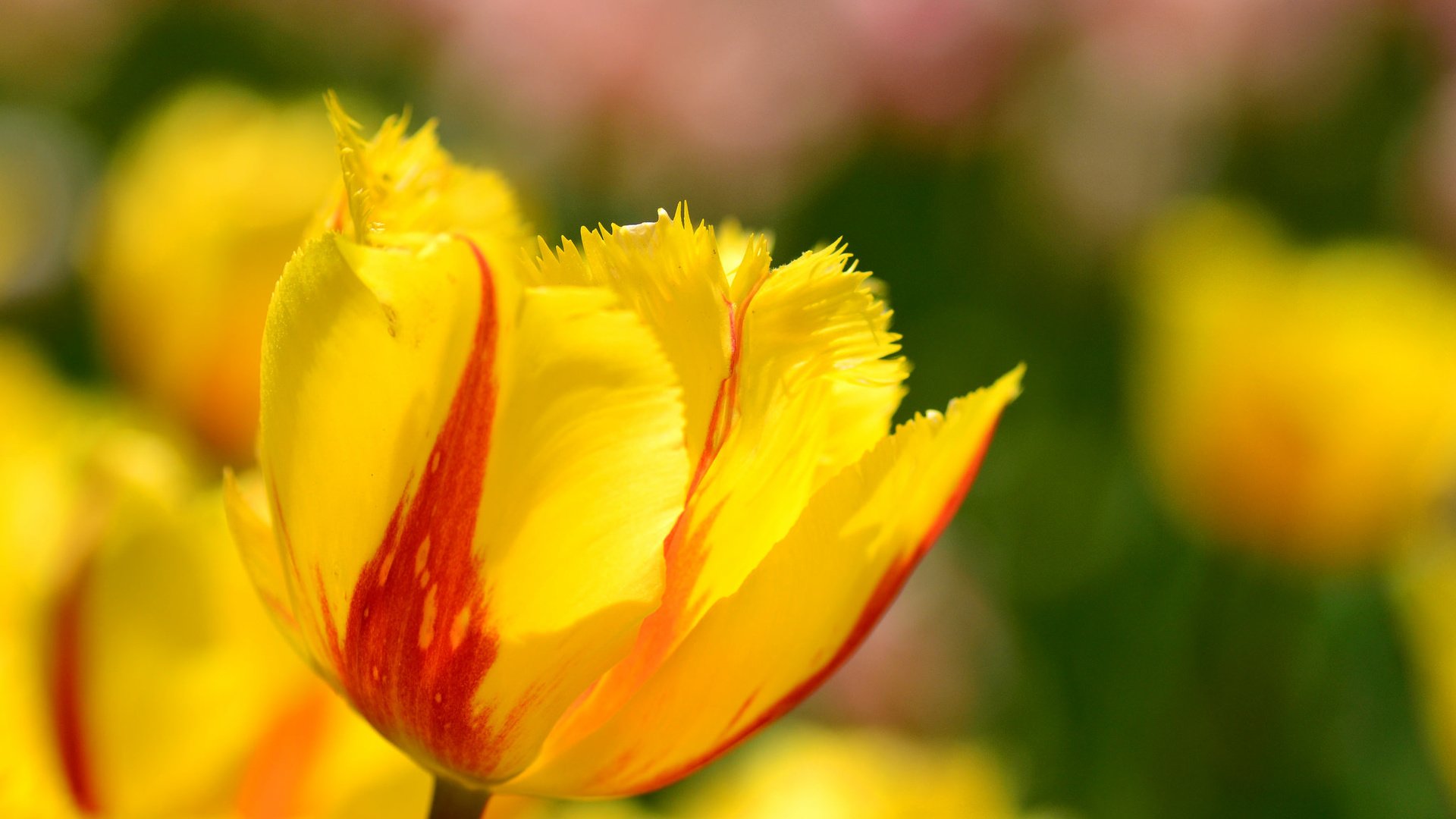 Обои цветы, макро, лепестки, весна, тюльпаны, flowers, macro, petals, spring, tulips разрешение 2048x1356 Загрузить