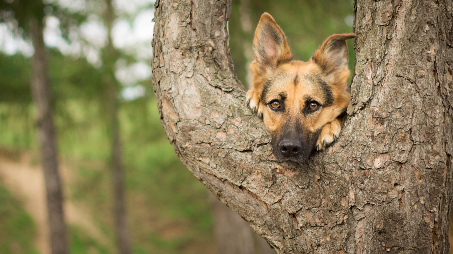 Обои дерево, взгляд, собака, друг, немецкая овчарка, tree, look, dog, each, german shepherd разрешение 4130x2678 Загрузить