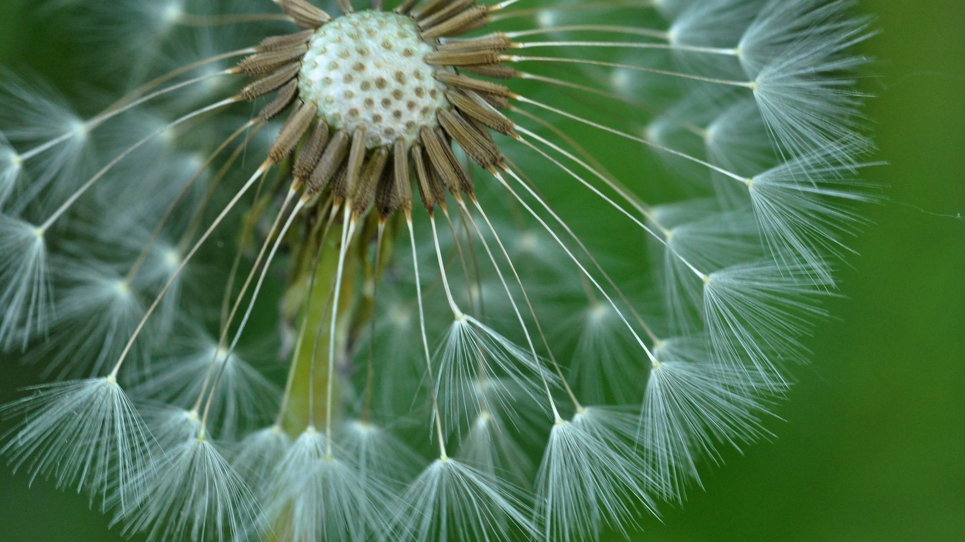 Обои природа, цветок, одуванчик, былинки, nature, flower, dandelion, blade разрешение 2048x1360 Загрузить