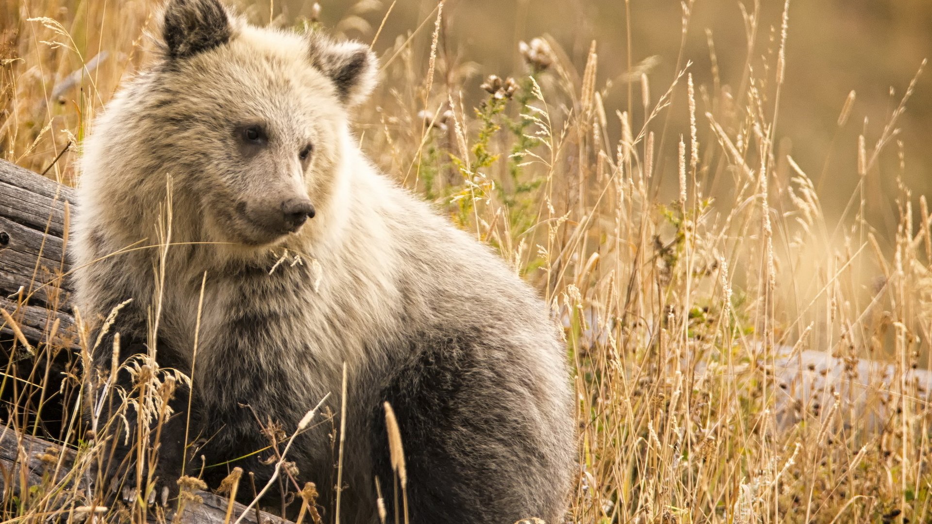 Обои морда, природа, фон, взгляд, медведь, сухая трава, face, nature, background, look, bear, dry grass разрешение 2046x1268 Загрузить