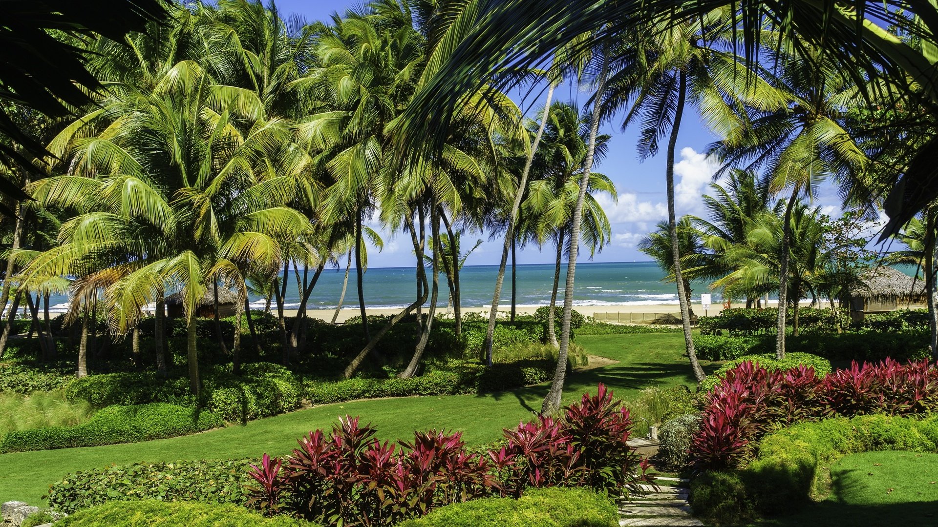 Обои пляж, пальмы, море.берег, сан-хуане, пуэрто-рико, beach, palm trees, sea.shore, san juan, puerto rico разрешение 2880x1959 Загрузить