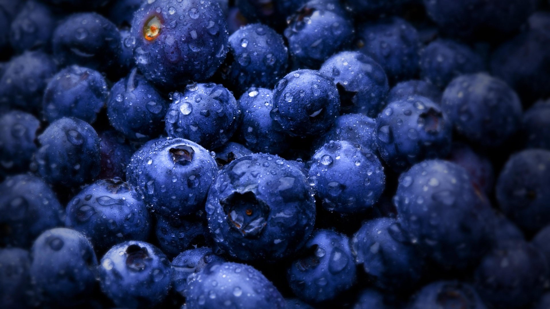 Обои роса, ягода, черника, rosa, berry, blueberries разрешение 3840x2160 Загрузить