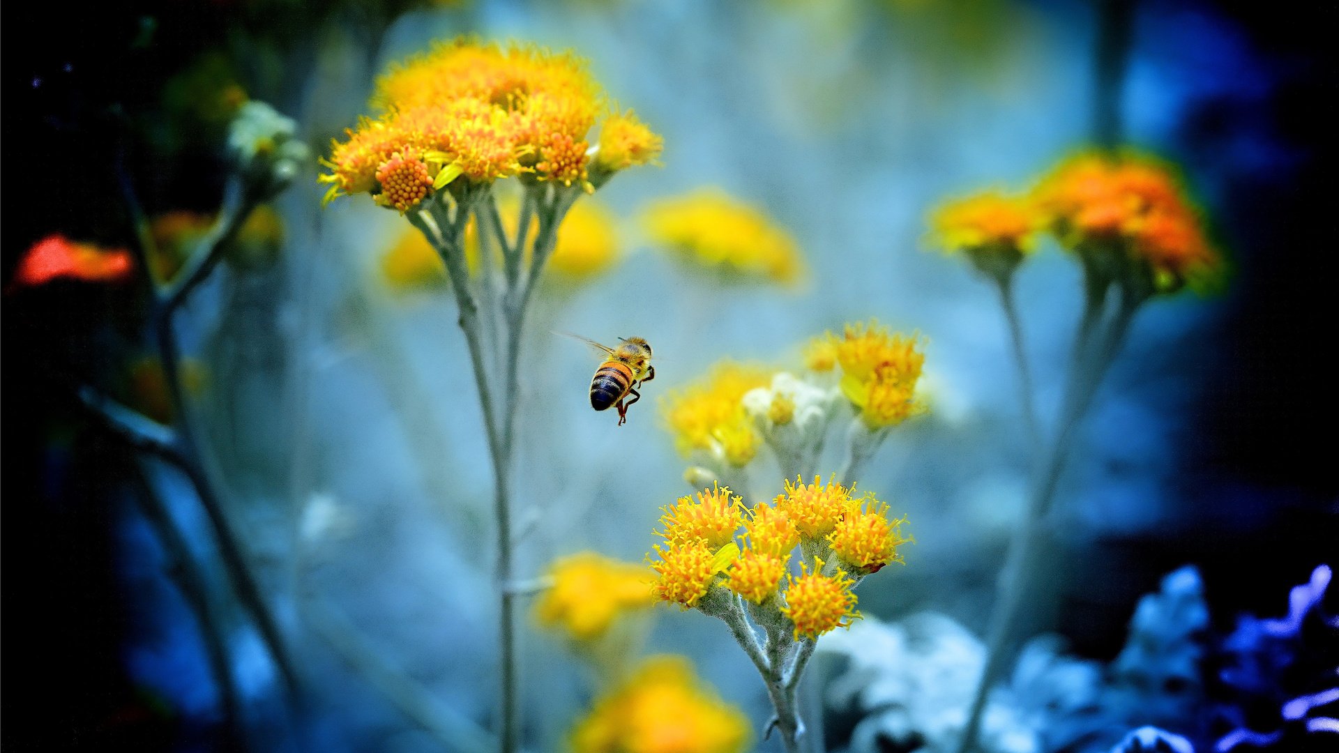 Обои цветы, насекомое, растение, пчела, flowers, insect, plant, bee разрешение 4500x2945 Загрузить