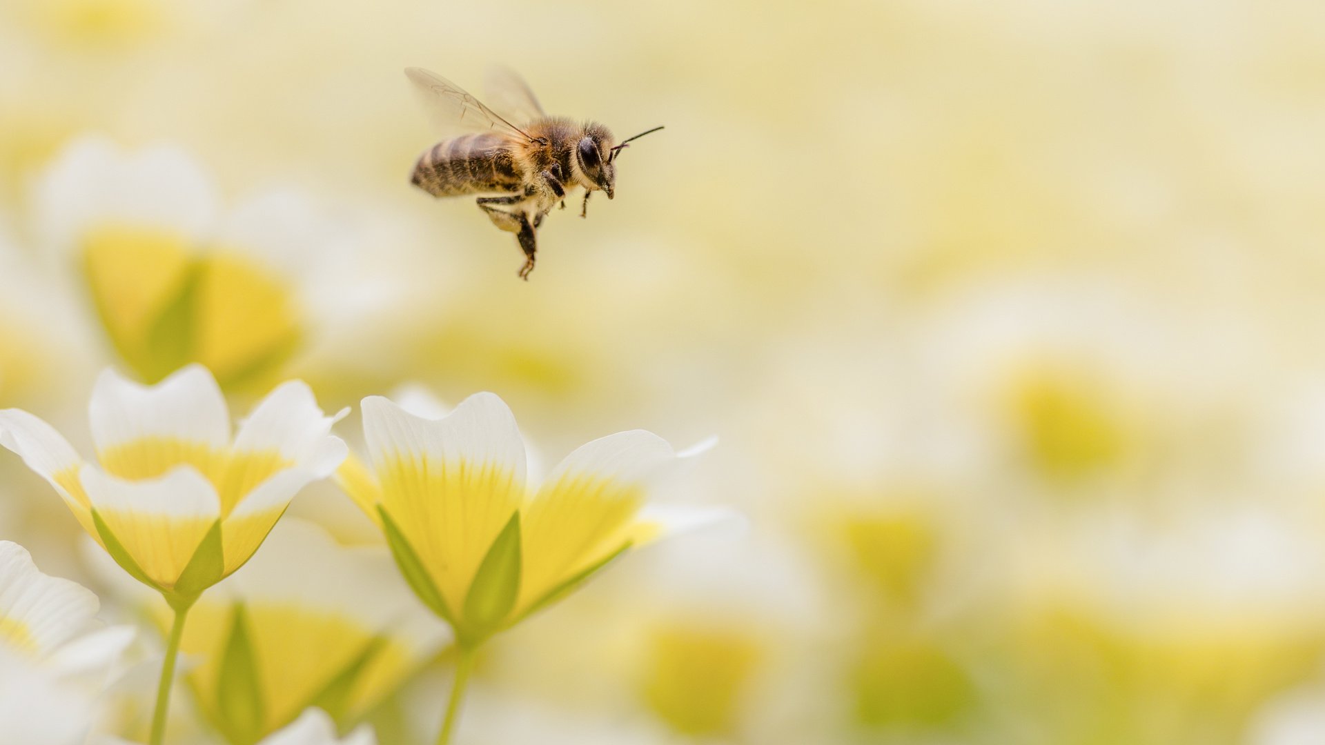 Обои цветы, макро, насекомое, пчела, flowers, macro, insect, bee разрешение 4150x2767 Загрузить