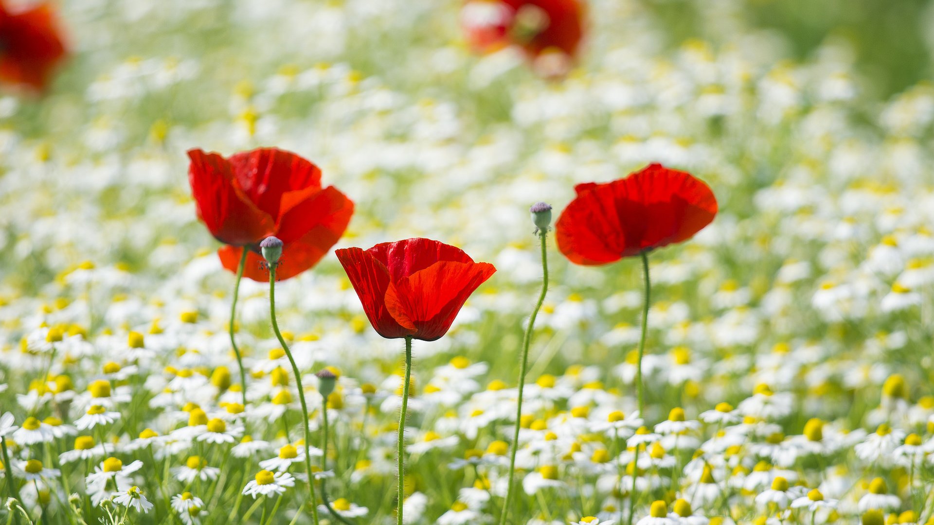 Обои поле, лепестки, маки, луг, ромашки, field, petals, maki, meadow, chamomile разрешение 2048x1365 Загрузить