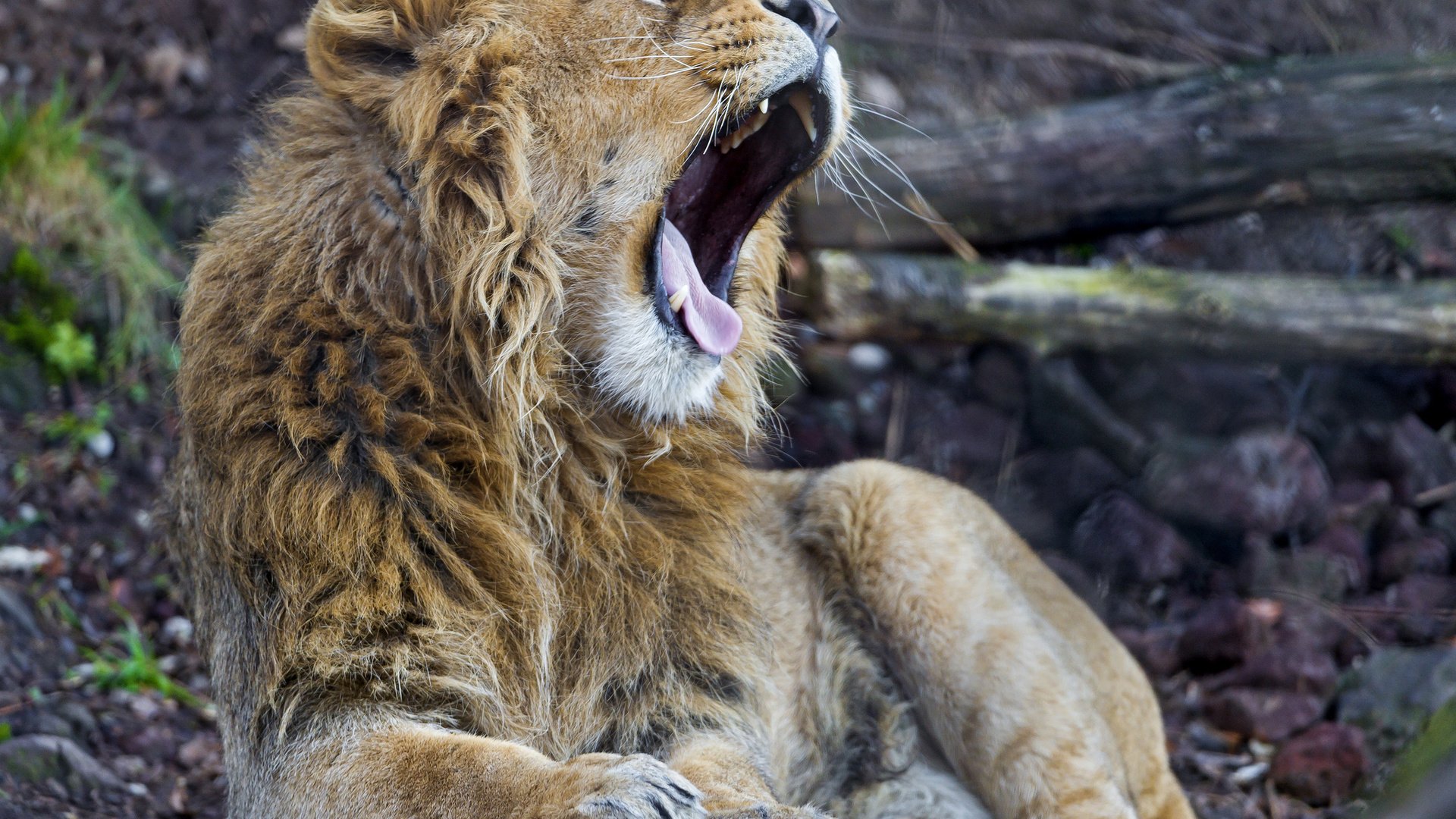 Обои кошка, лев, язык, зевает, ©tambako the jaguar, cat, leo, language, yawns разрешение 2048x1536 Загрузить