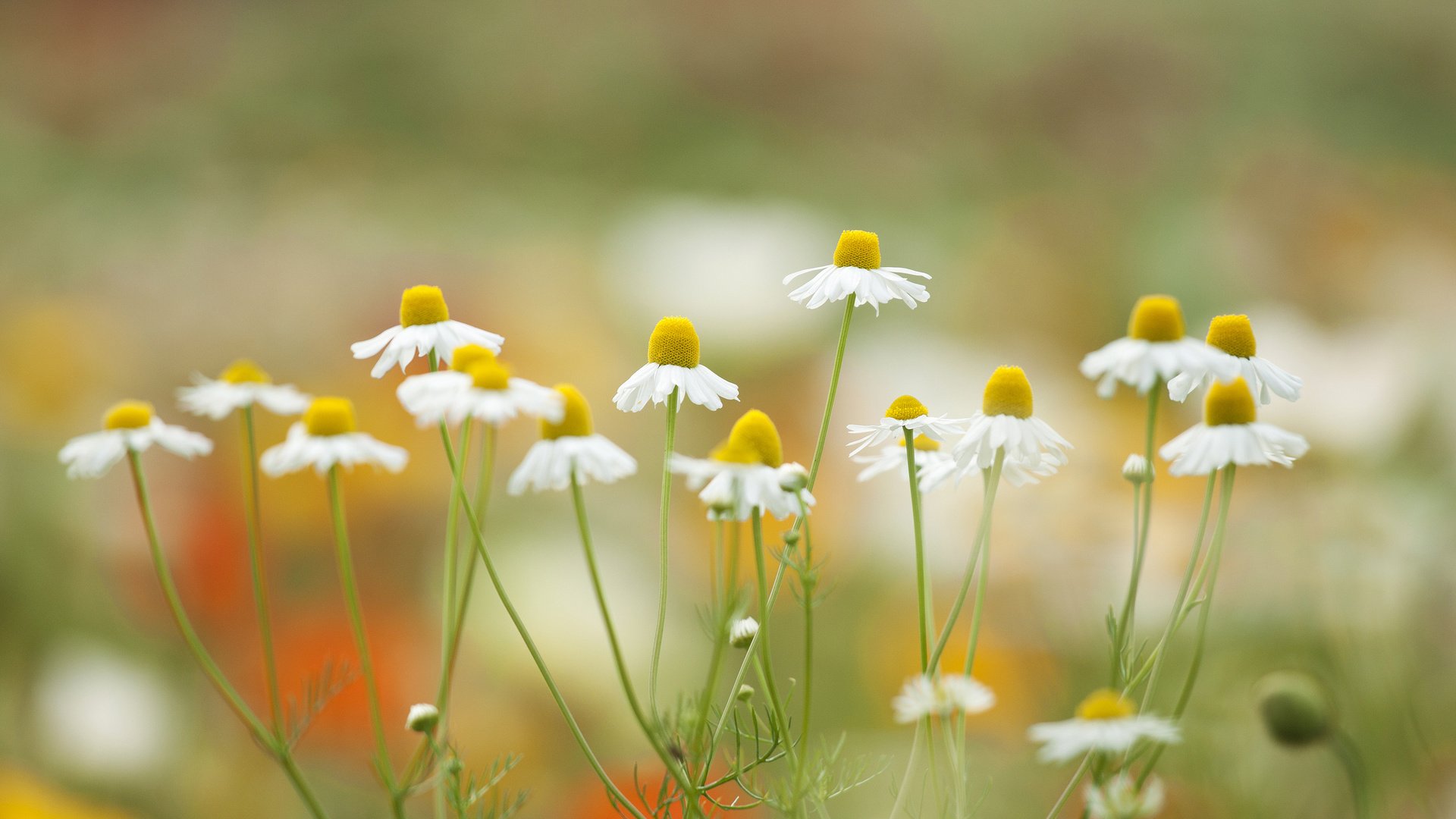 Обои цветы, лепестки, луг, ромашки, flowers, petals, meadow, chamomile разрешение 2048x1326 Загрузить