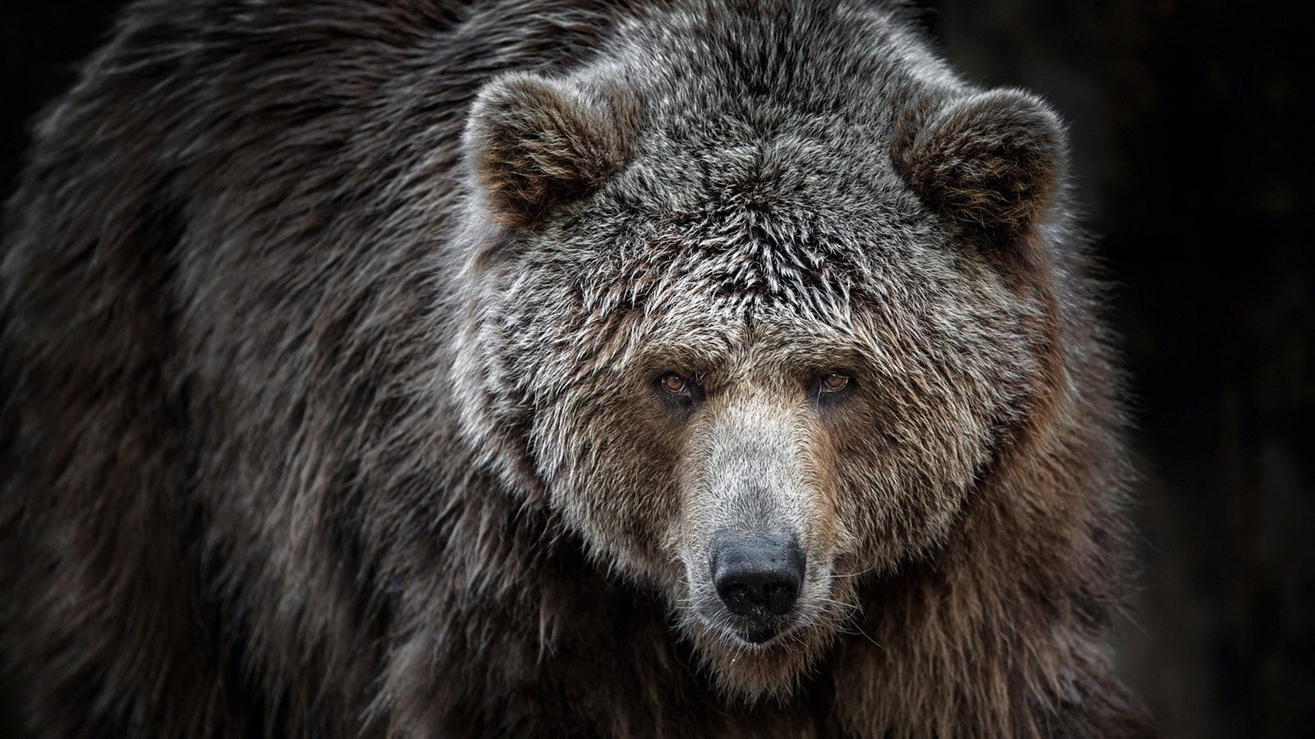 Обои взгляд, медведь, хищник, мех, look, bear, predator, fur разрешение 1920x1200 Загрузить