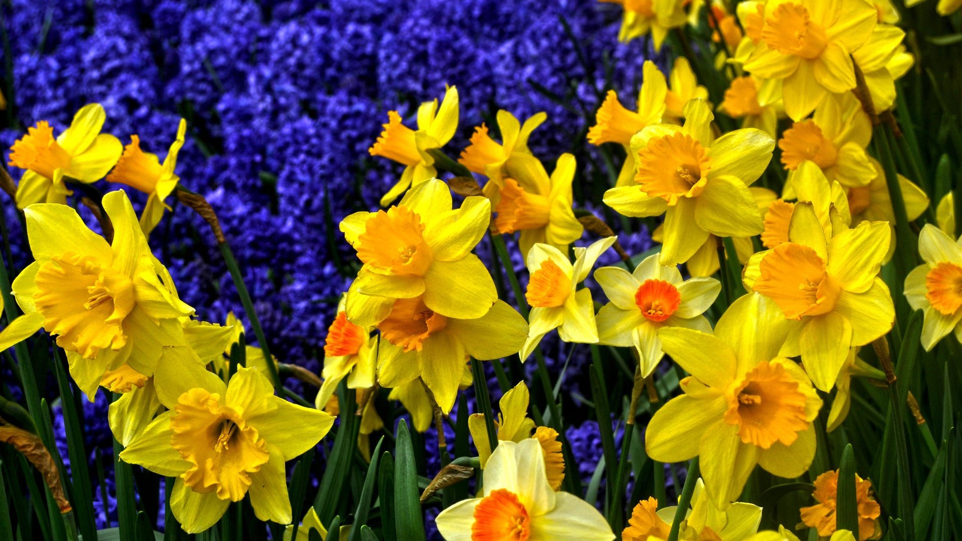 Обои цветы, нарциссы, флора, flowers, daffodils, flora разрешение 3618x2480 Загрузить