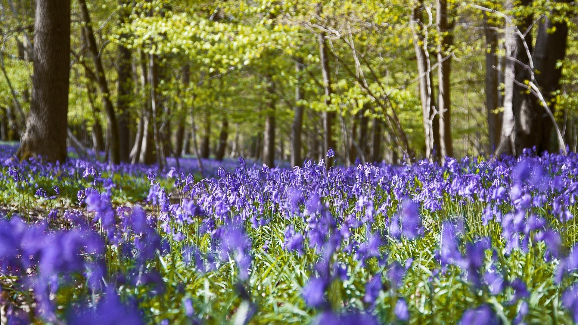 Обои цветы, природа, лес, flowers, nature, forest разрешение 2048x1278 Загрузить