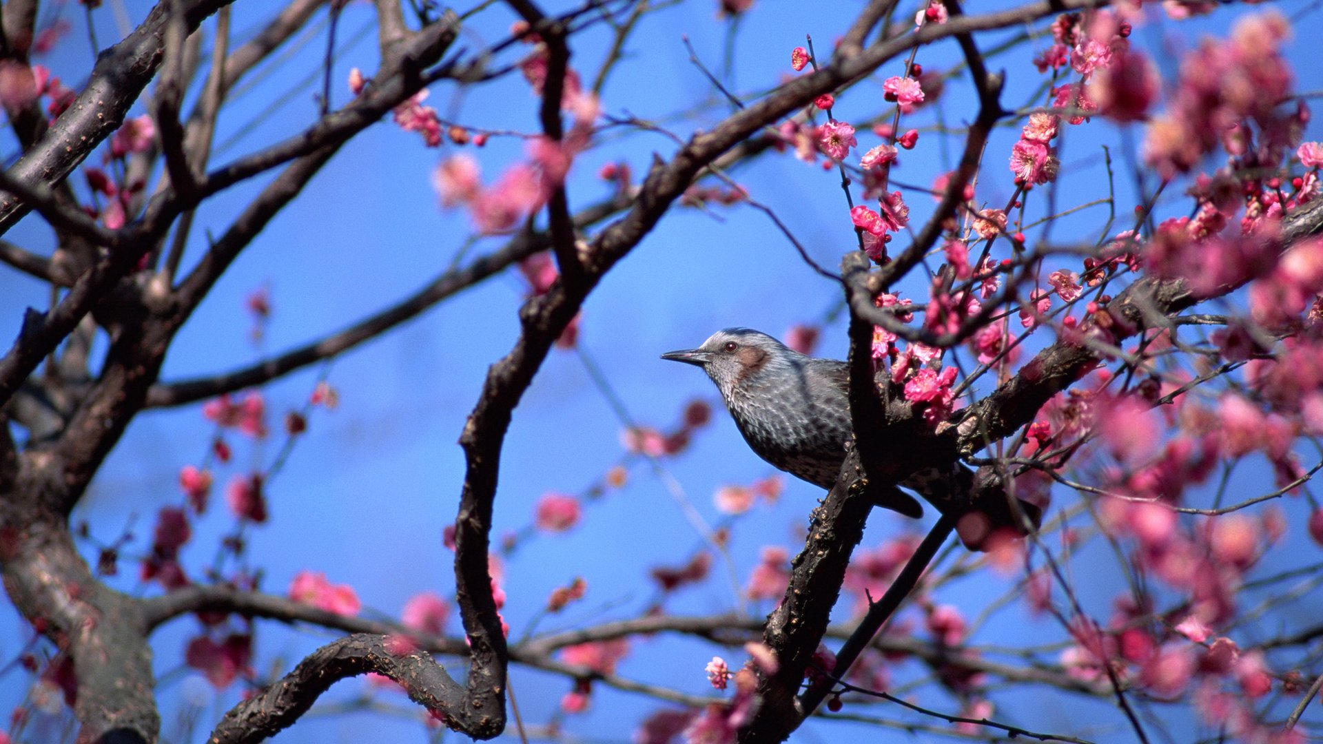 Обои небо, цветы, дерево, птица, весна, the sky, flowers, tree, bird, spring разрешение 2880x1620 Загрузить