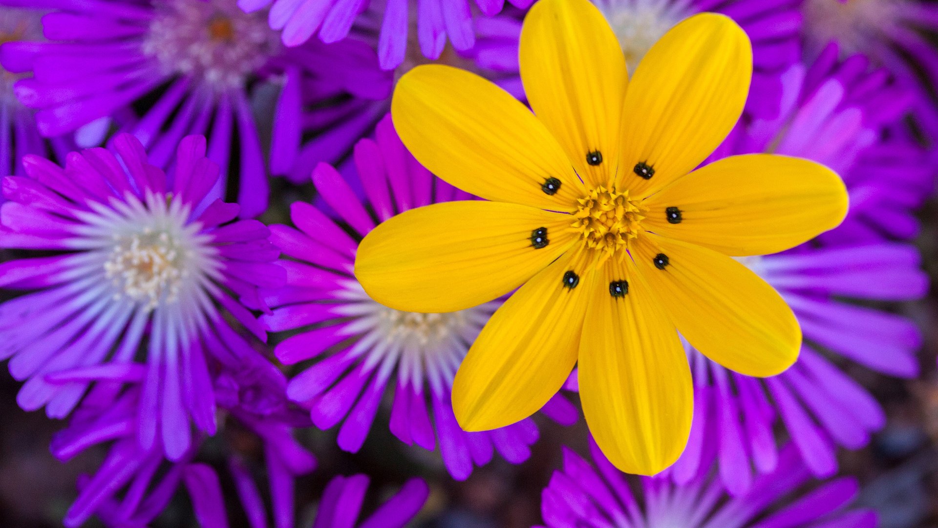 Обои цветы, природа, макро, лепестки, flowers, nature, macro, petals разрешение 2048x1281 Загрузить