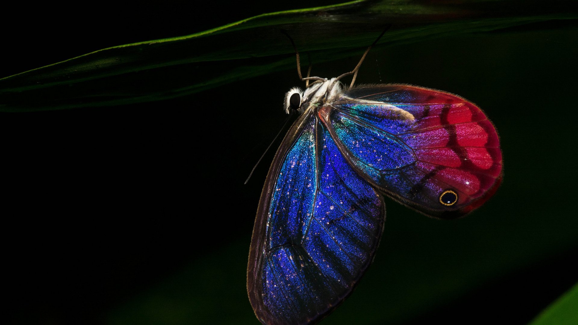 Обои ночь, бабочка, крылья, night, butterfly, wings разрешение 1920x1200 Загрузить