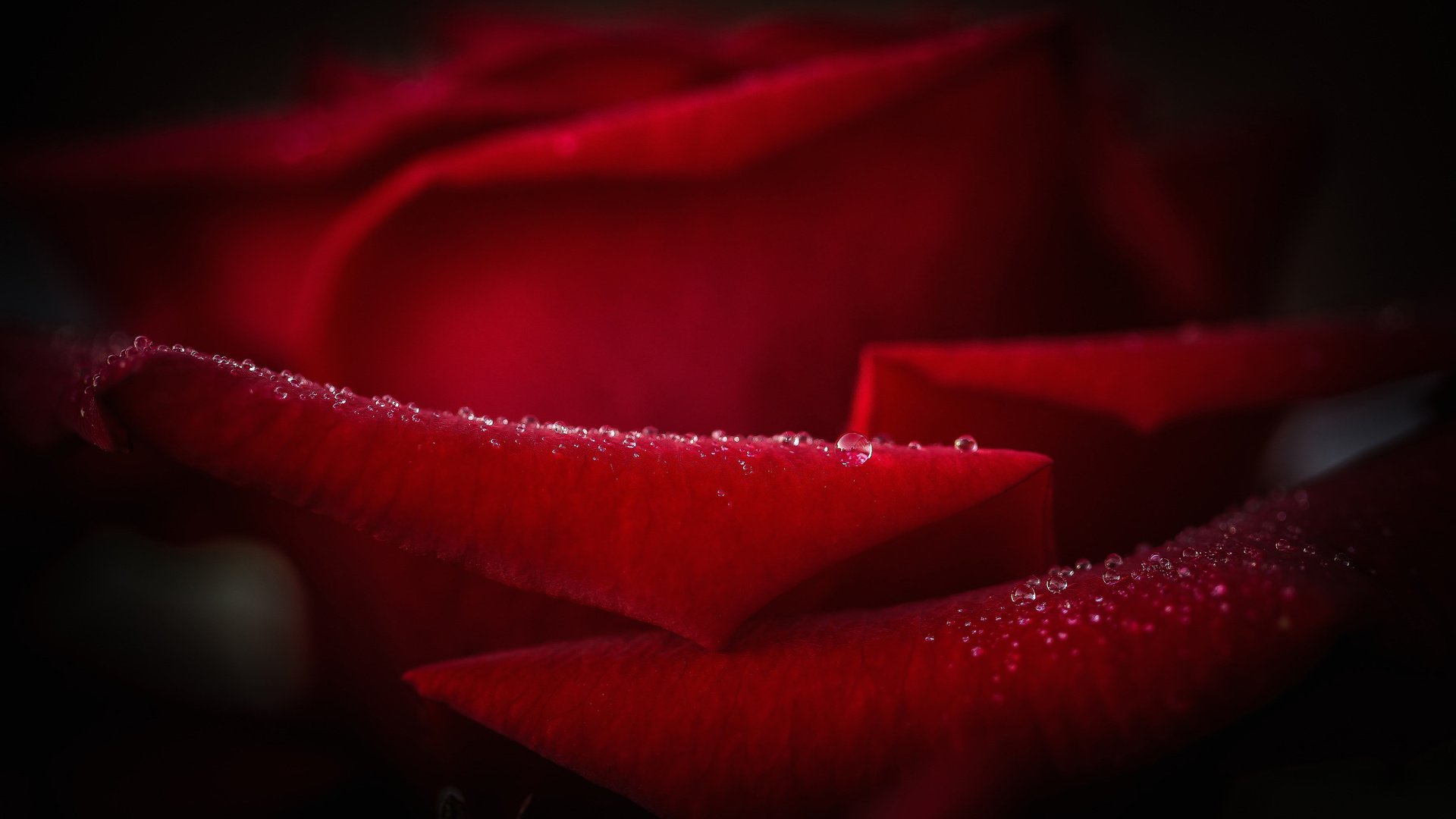 Обои вода, цветок, роса, капли, роза, лепестки, крупным планом, water, flower, rosa, drops, rose, petals, closeup разрешение 2048x1365 Загрузить