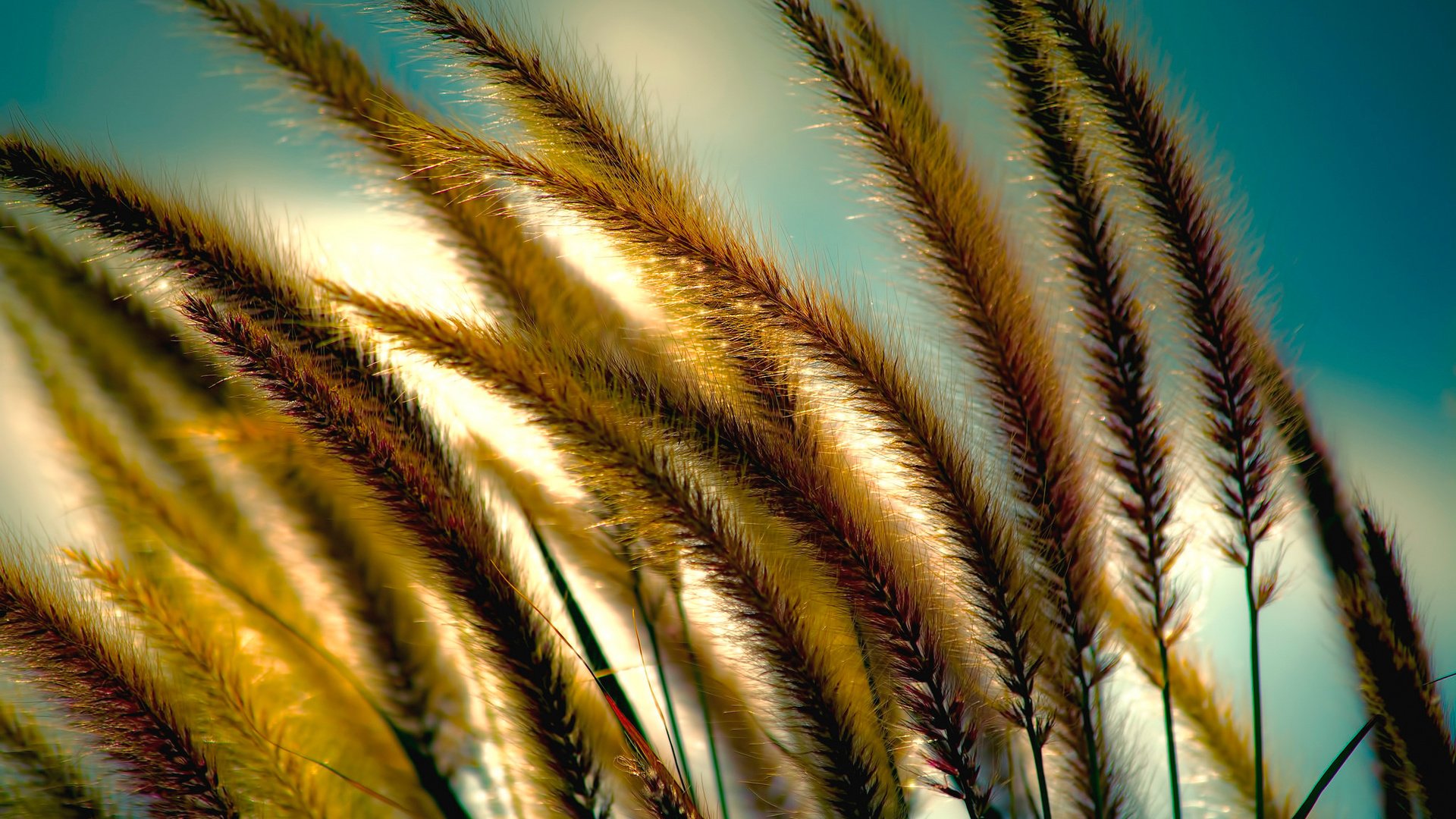 Обои небо, трава, колоски, растение, the sky, grass, spikelets, plant разрешение 2048x1314 Загрузить