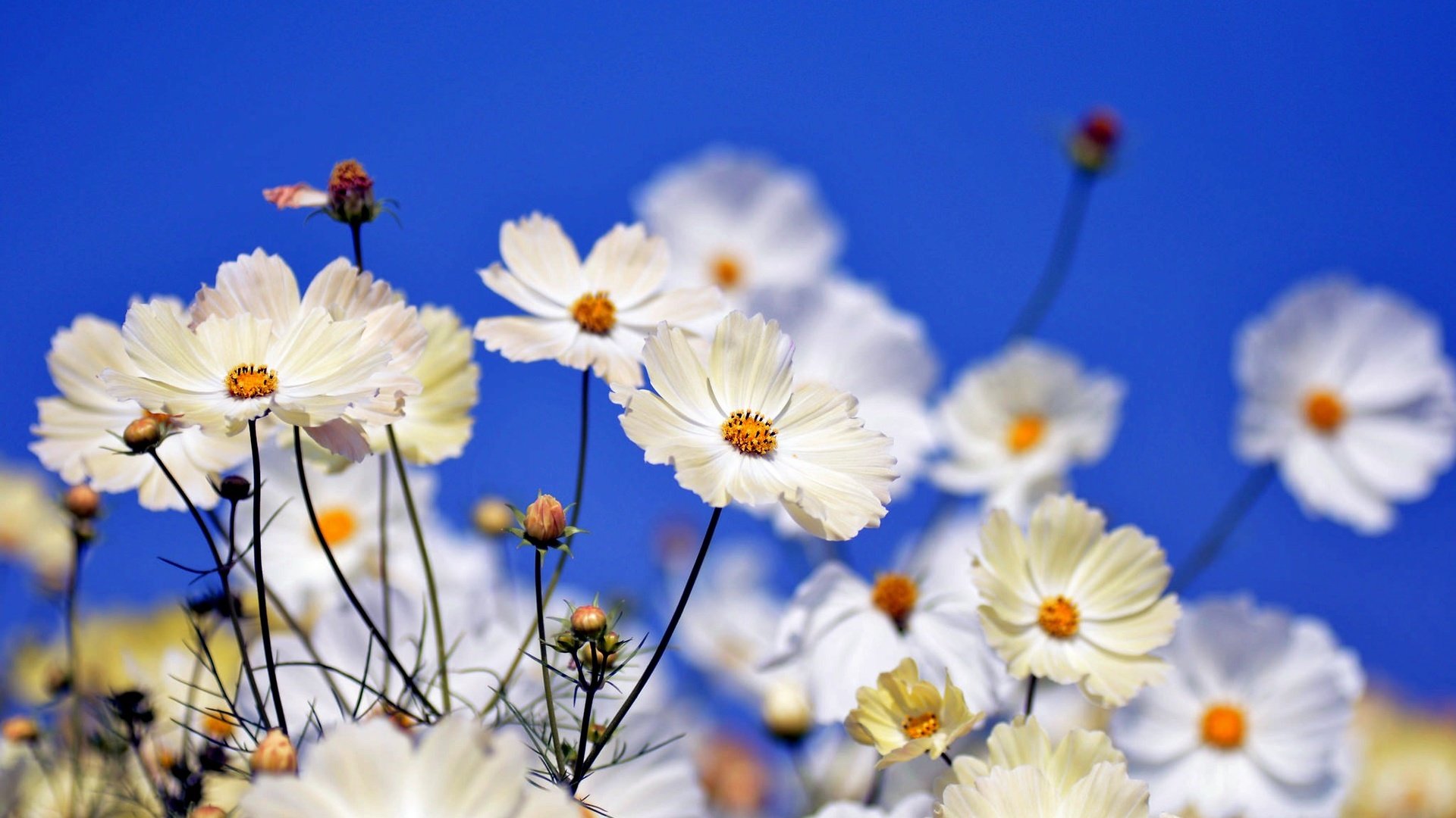 Обои цветы, поле, лепестки, стебли, боке, космея, flowers, field, petals, stems, bokeh, kosmeya разрешение 2048x1356 Загрузить