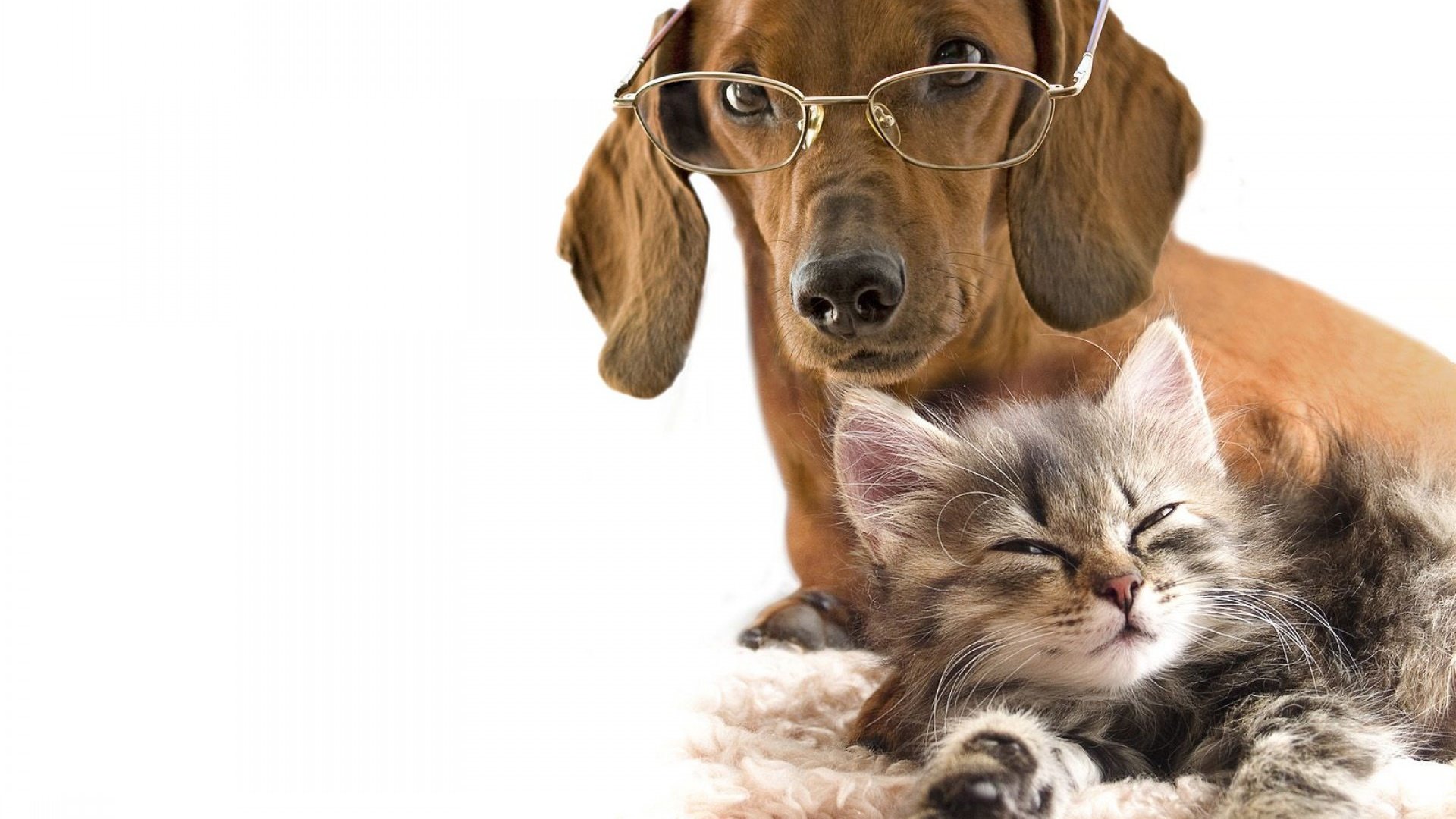 Обои очки, котенок, собака, любовь, белый фон, такса, дружба, glasses, kitty, dog, love, white background, dachshund, friendship разрешение 1920x1440 Загрузить