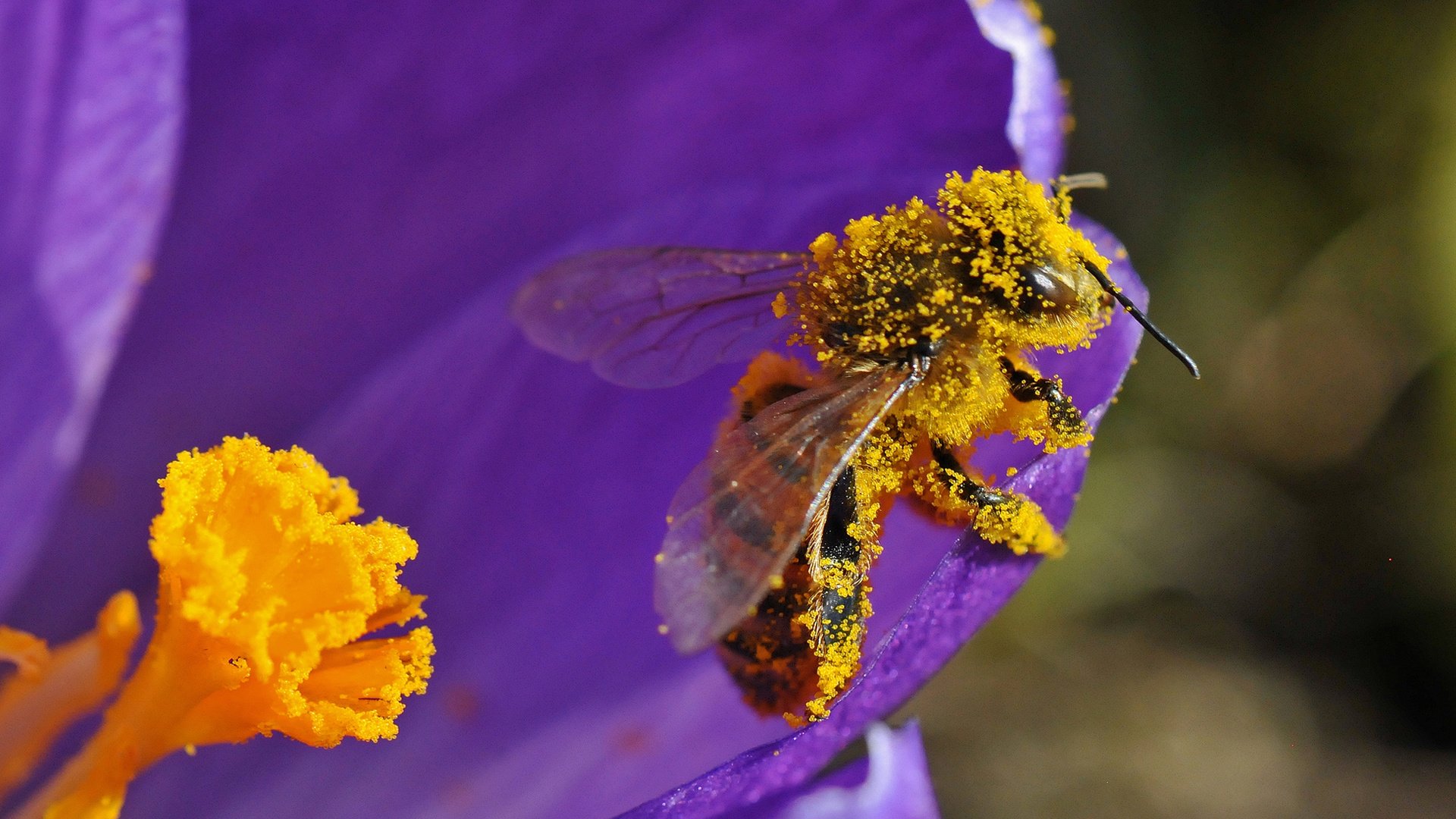 Обои насекомое, цветок, лепестки, пчела, пыльца, insect, flower, petals, bee, pollen разрешение 2000x1327 Загрузить