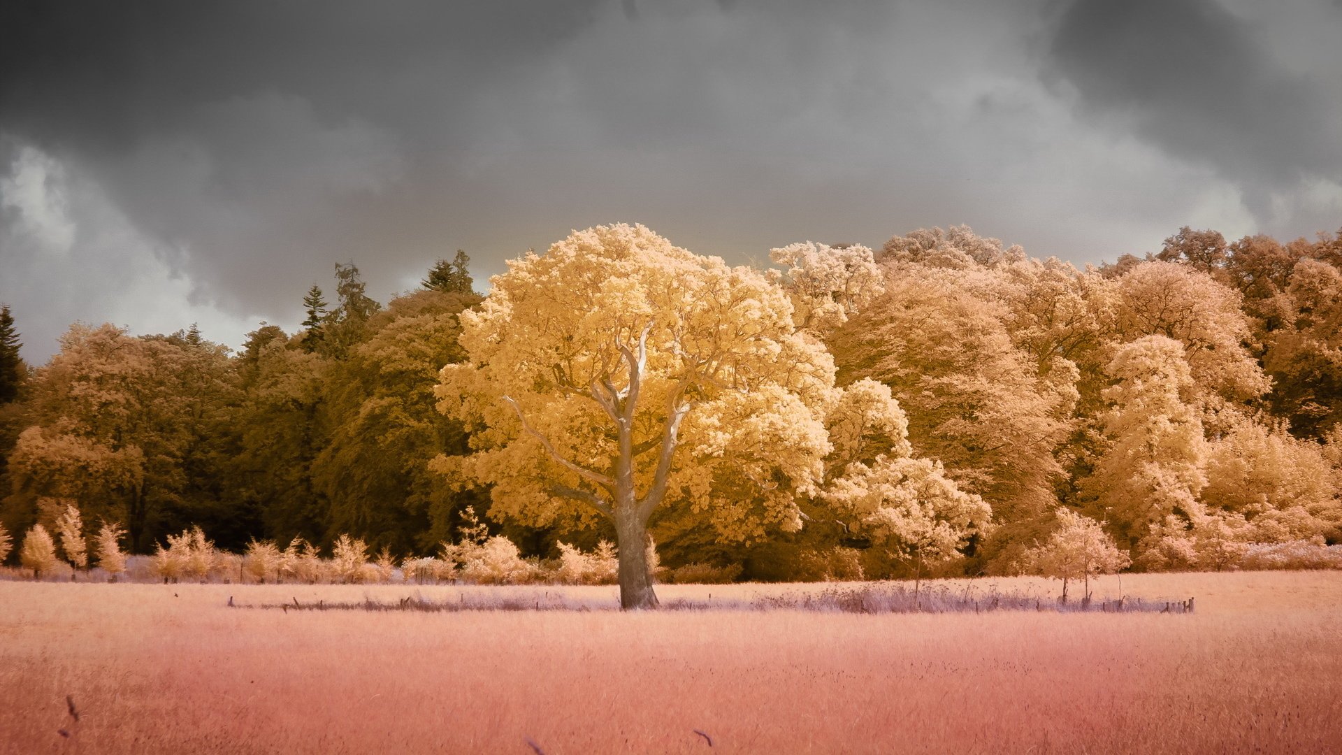 Обои деревья, природа, поле, цвет, trees, nature, field, color разрешение 1920x1200 Загрузить