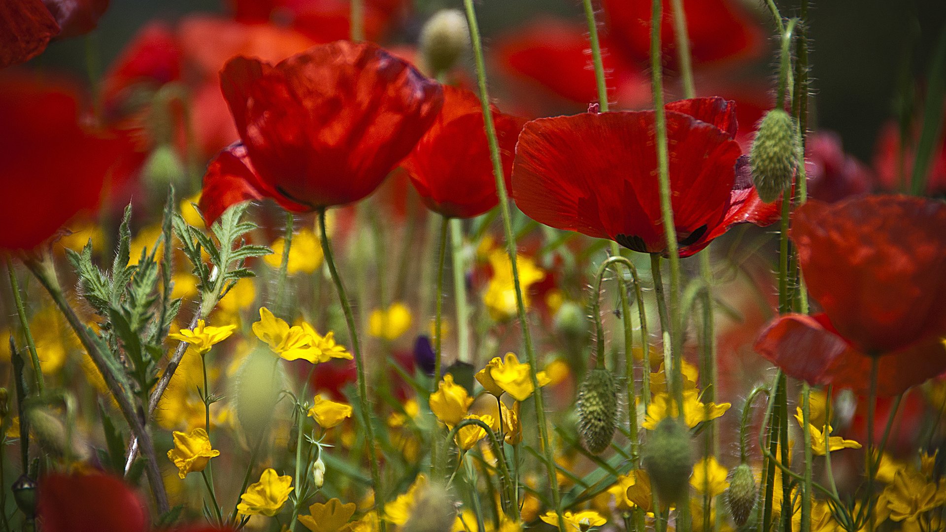 Обои цветы, поле, лепестки, луг, мак, flowers, field, petals, meadow, mac разрешение 2048x1531 Загрузить