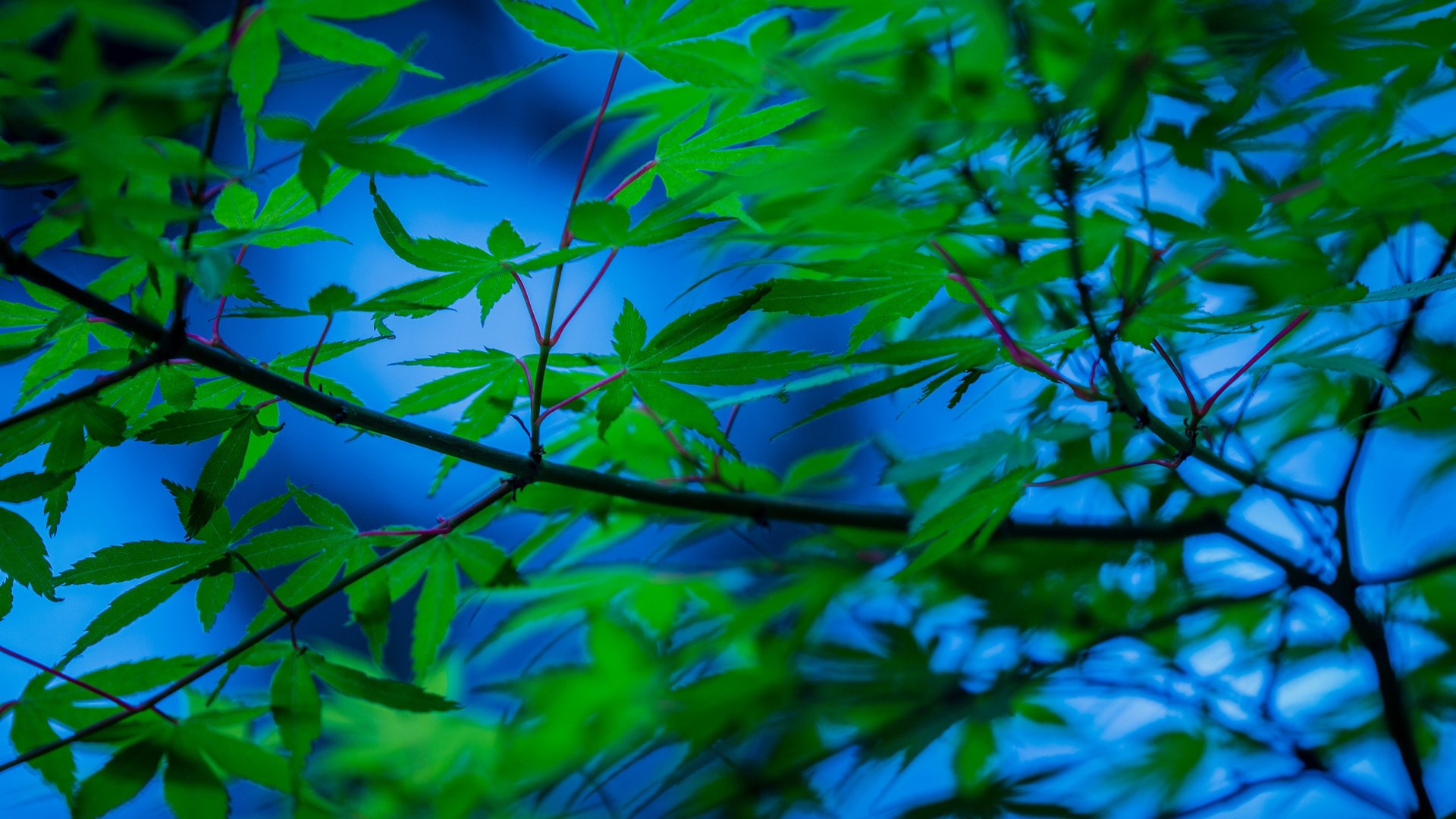 Обои дерево, листья, ветки, японский клен, tree, leaves, branches, japanese maple разрешение 2048x1365 Загрузить