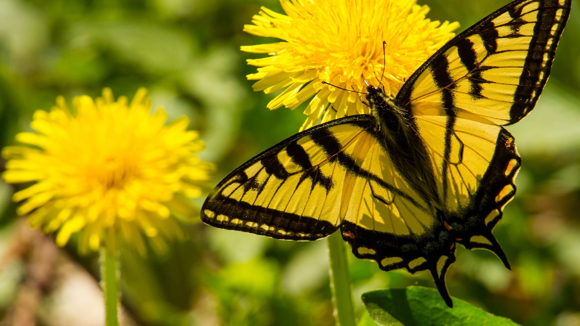 Обои цветы, макро, бабочка, одуванчики, парусник главк, flowers, macro, butterfly, dandelions, papilio glaucus разрешение 4312x2860 Загрузить