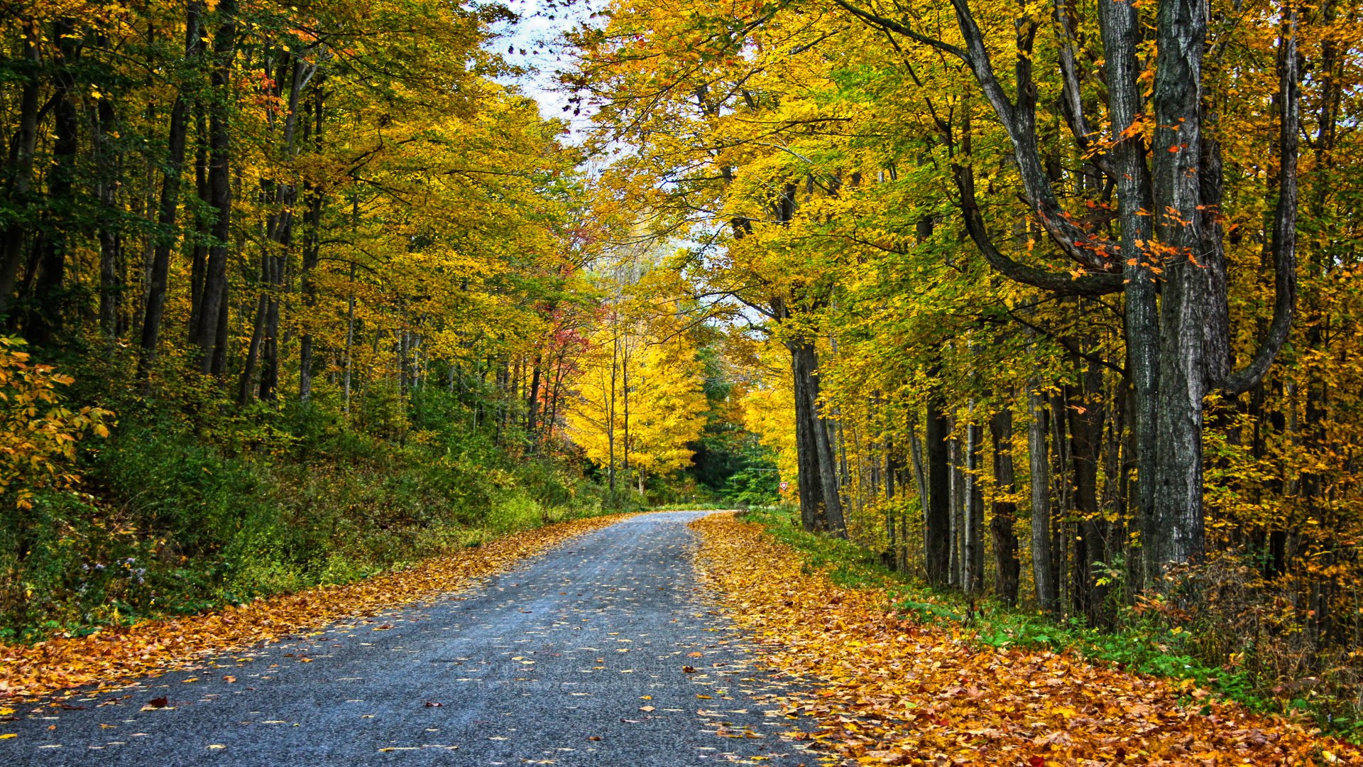 Обои дорога, деревья, лес, пейзаж, осень, road, trees, forest, landscape, autumn разрешение 3456x1853 Загрузить