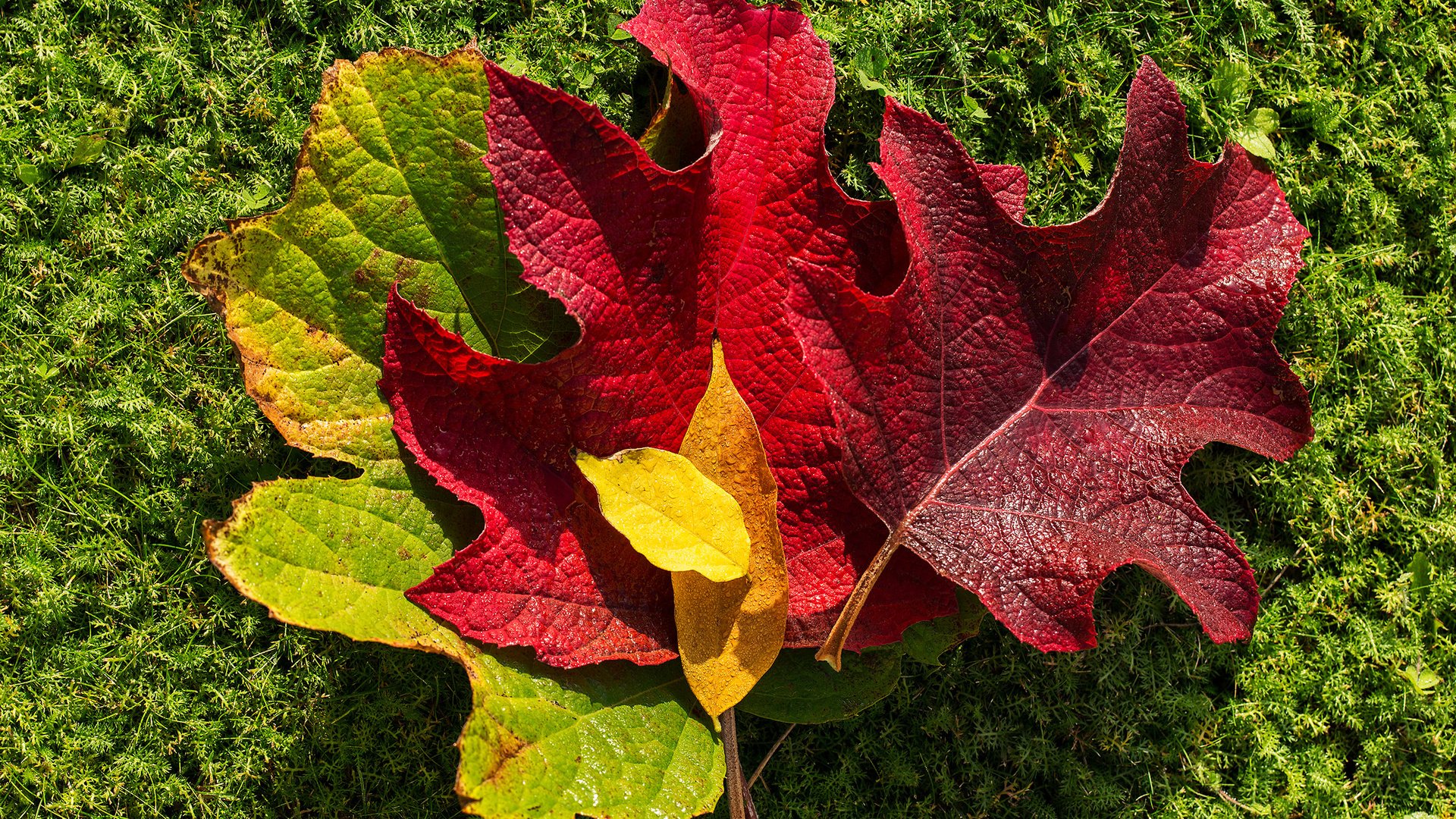 Обои природа, листья, осень, мох, nature, leaves, autumn, moss разрешение 2362x1575 Загрузить