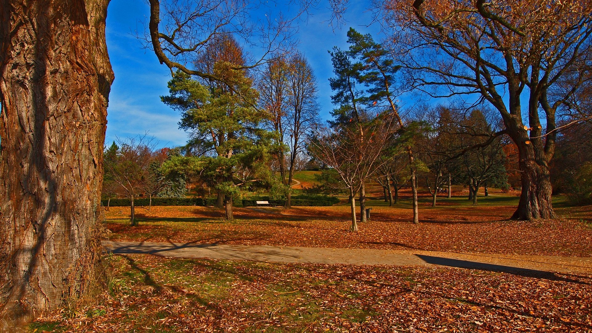 Обои деревья, пейзаж, парк, осень, trees, landscape, park, autumn разрешение 2880x2408 Загрузить