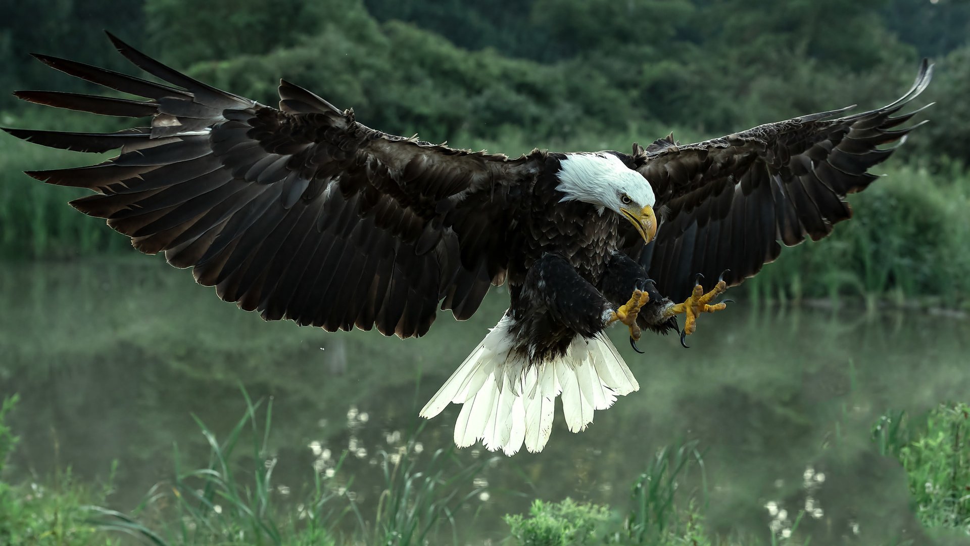 Обои крылья, хищник, птица, орлан, белоголовый, wings, predator, bird, orlan, bald разрешение 2048x1212 Загрузить