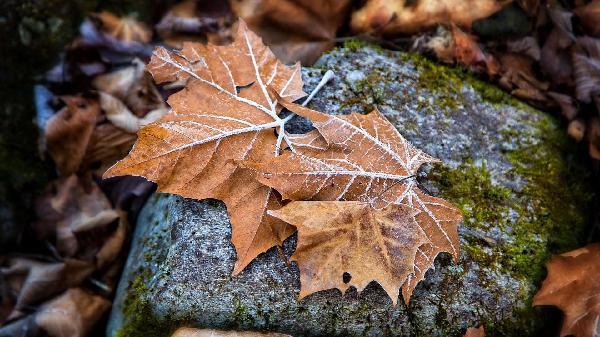 Обои природа, листья, осень, камень, кленовый лист, осенние листья, nature, leaves, autumn, stone, maple leaf, autumn leaves разрешение 2560x1592 Загрузить