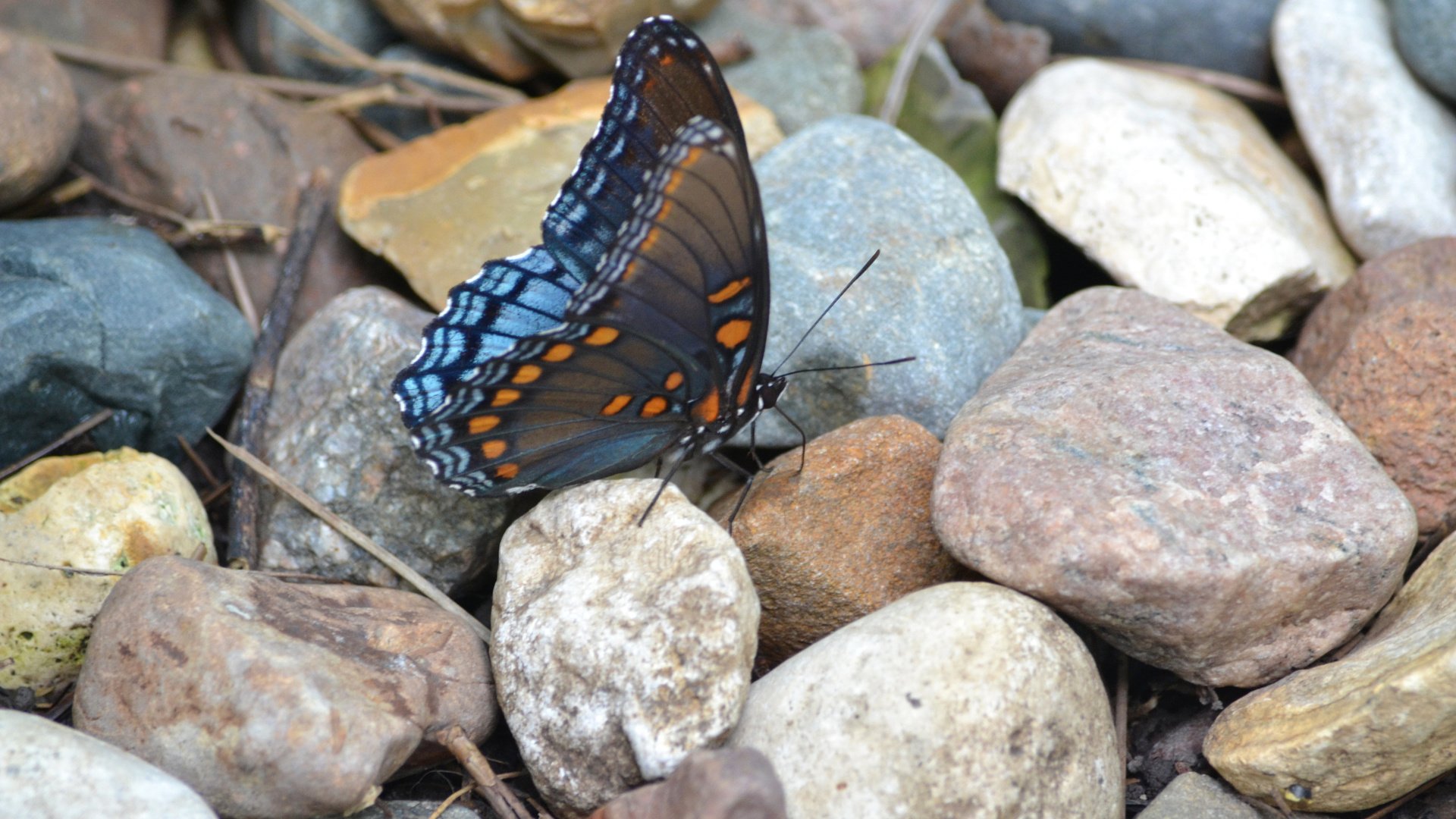 Обои камни, насекомое, узор, бабочка, крылья, stones, insect, pattern, butterfly, wings разрешение 2048x1365 Загрузить