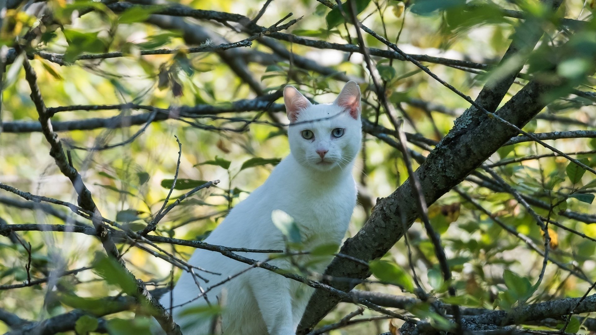 Обои кот, листва, кошка, белый, разные глаза, cat, foliage, white, different eyes разрешение 2048x1460 Загрузить