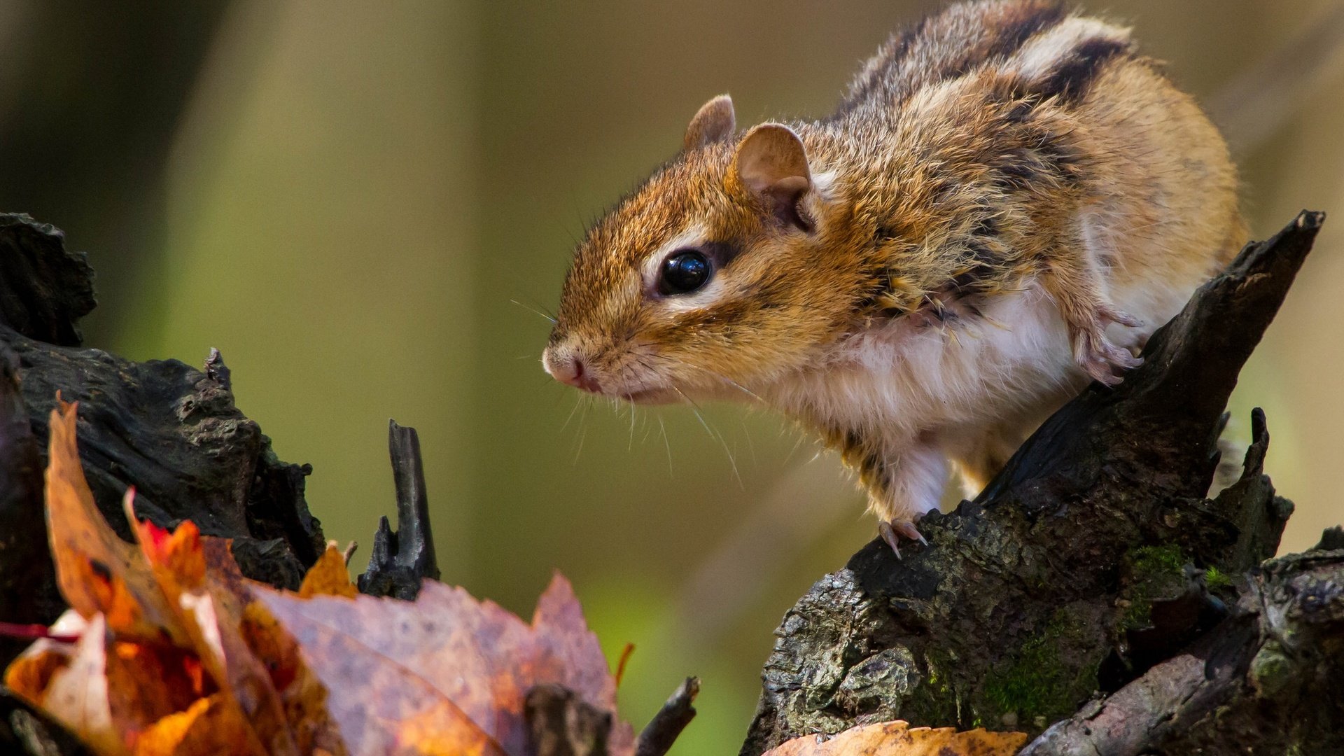 Обои листья, коряга, бурундук, грызун, leaves, snag, chipmunk, rodent разрешение 2048x1293 Загрузить