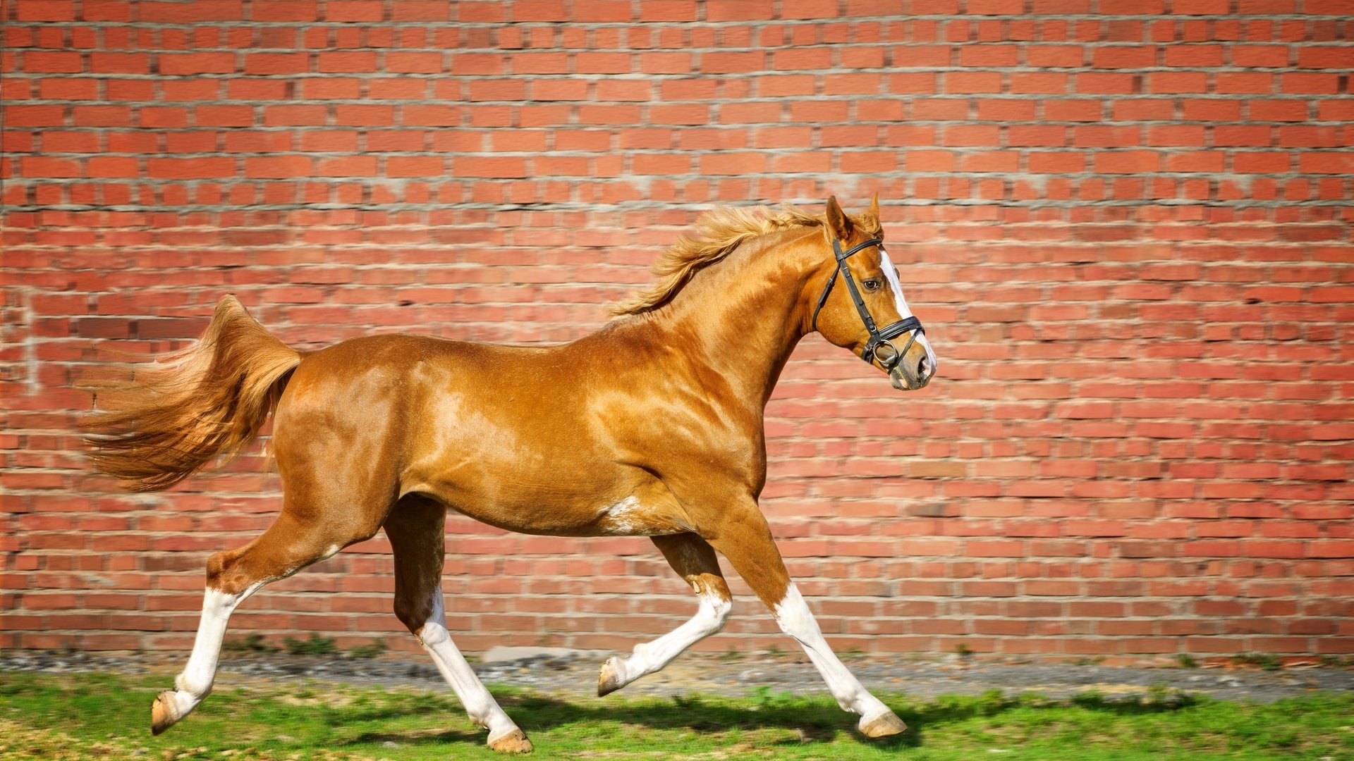Обои лошадь, трава, стена, кирпич, конь, бег, horse, grass, wall, brick, running разрешение 2880x1920 Загрузить