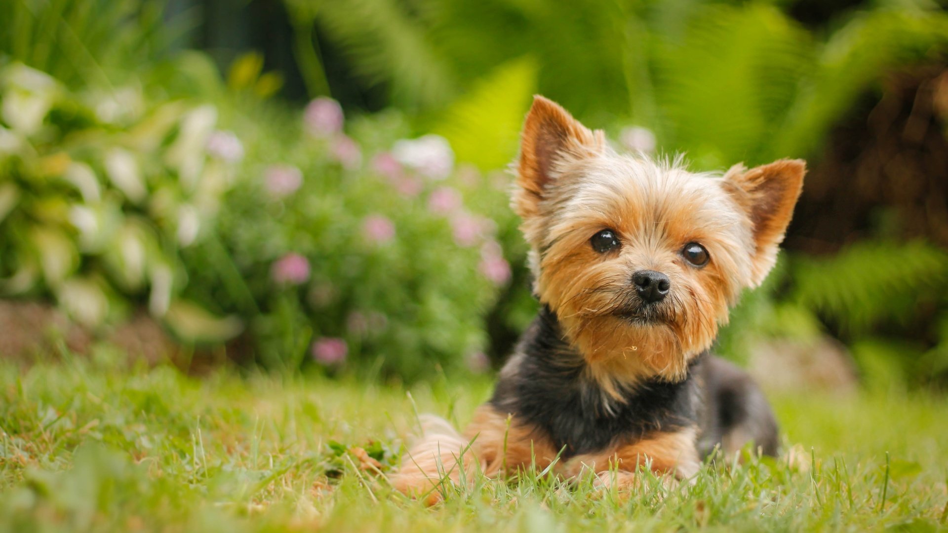 Обои взгляд, собака, йорк, йоркширский терьер, look, dog, york, yorkshire terrier разрешение 4272x2648 Загрузить