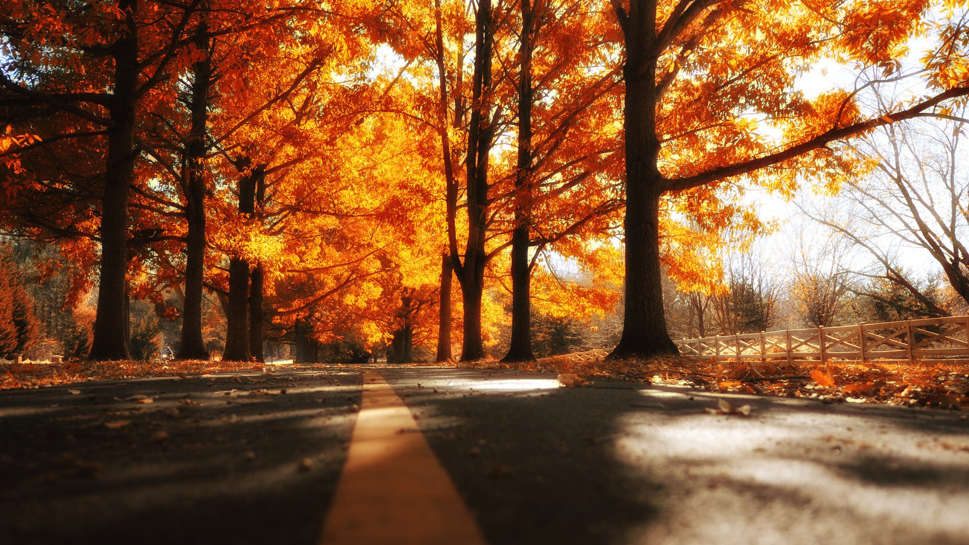 Обои дорога, деревья, осень, road, trees, autumn разрешение 2048x1363 Загрузить