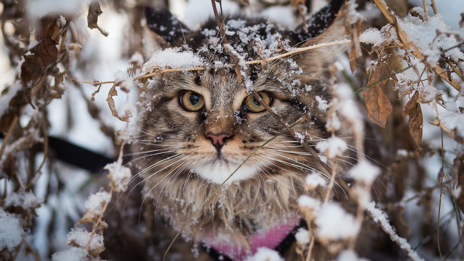 Обои снег, зима, кот, кошка, взгляд, мейн-кун, snow, winter, cat, look, maine coon разрешение 2000x1333 Загрузить