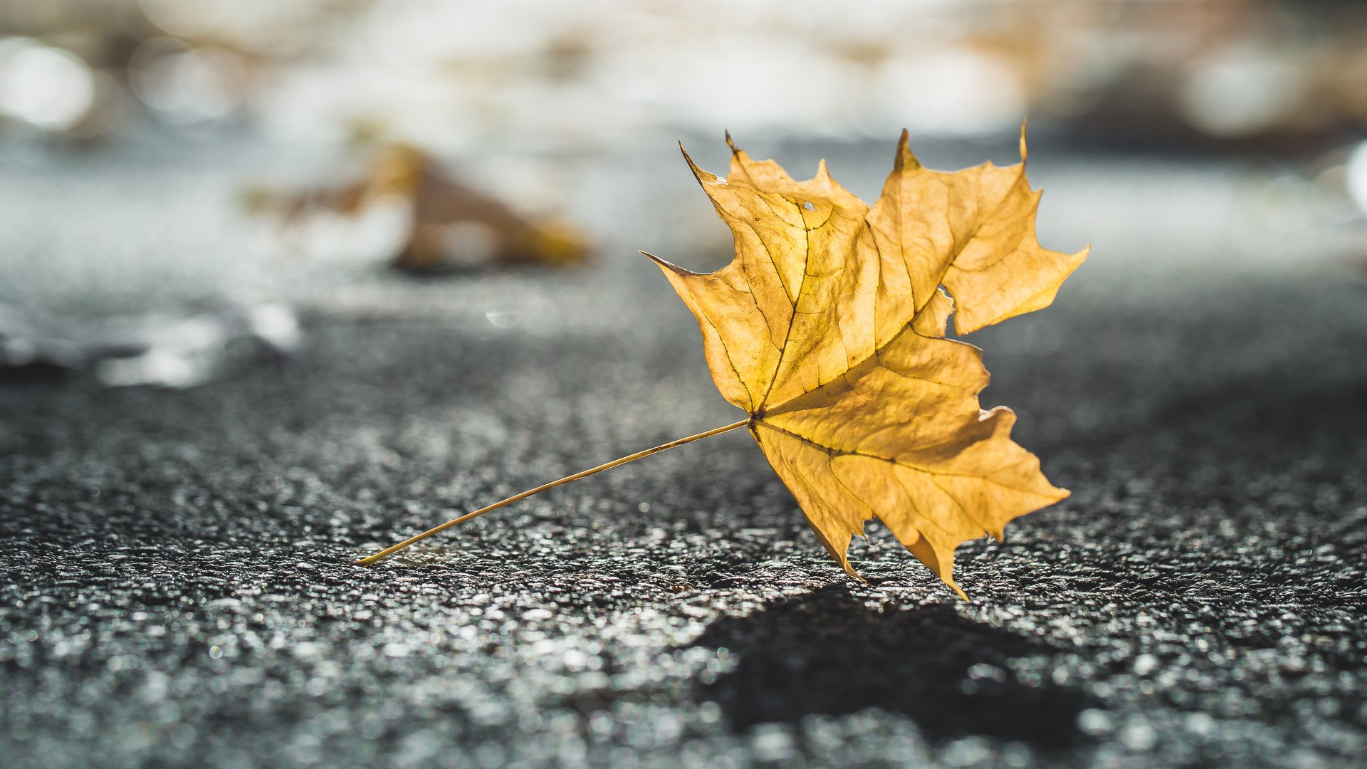 Обои природа, макро, осень, лист, размытость, тень, nature, macro, autumn, sheet, blur, shadow разрешение 4166x2777 Загрузить